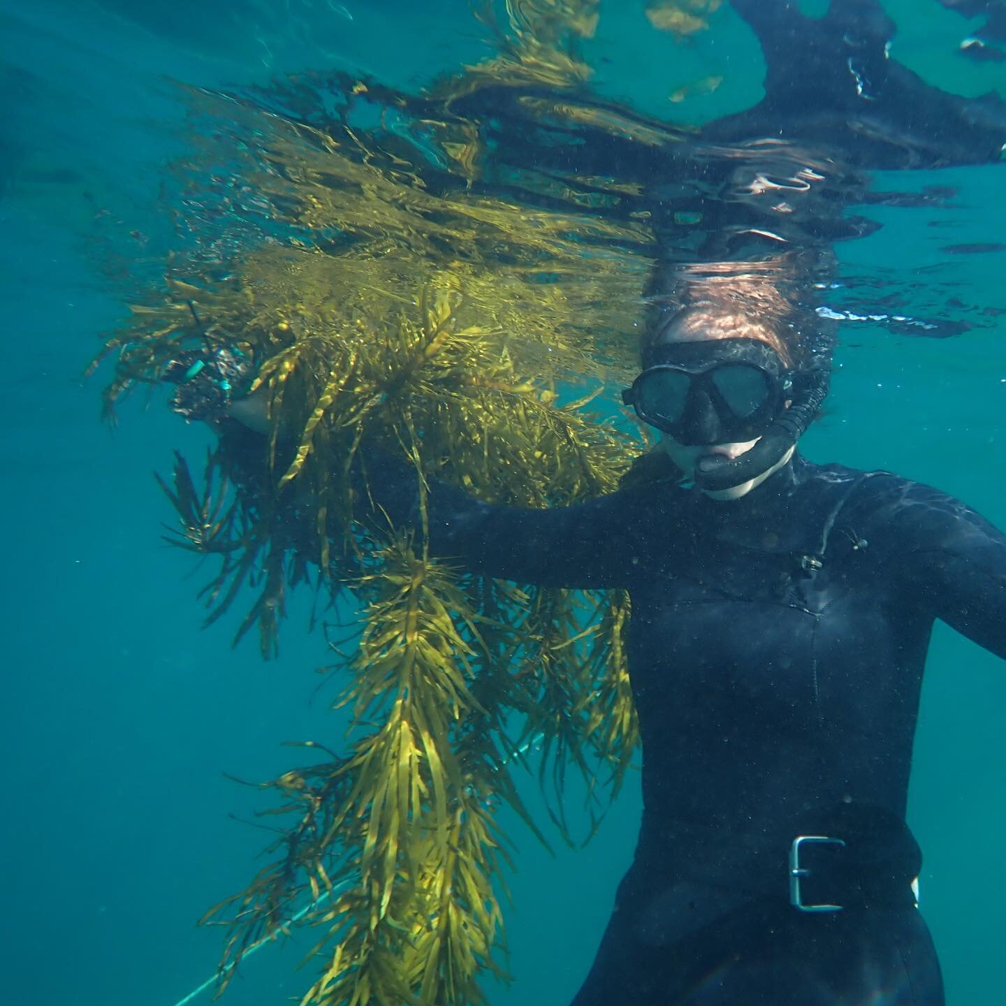 One of our favourite parts of our project is meeting so many ocean lovers and hearing their stories and passions. During the @seaweedforestsfestival we have been working with so many wonderful volunteers and we can&rsquo;t thank them enough! 🦞