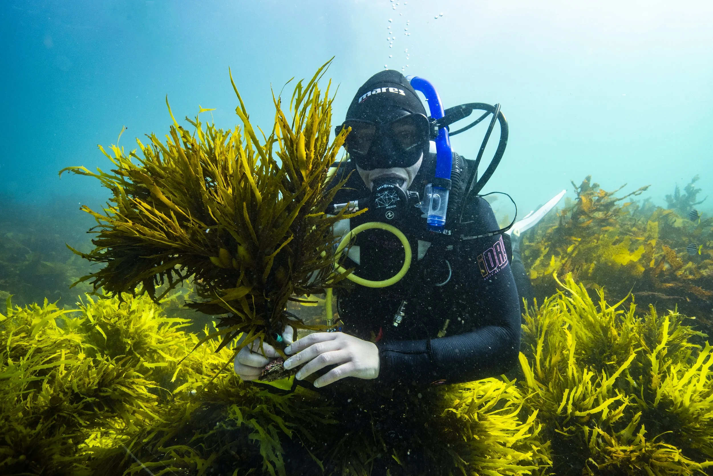 The Underwater Forest Project by We Are Explorers