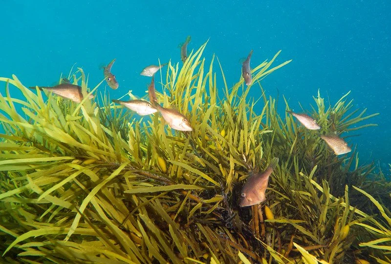 Operation Crayweed on Channel 9 News