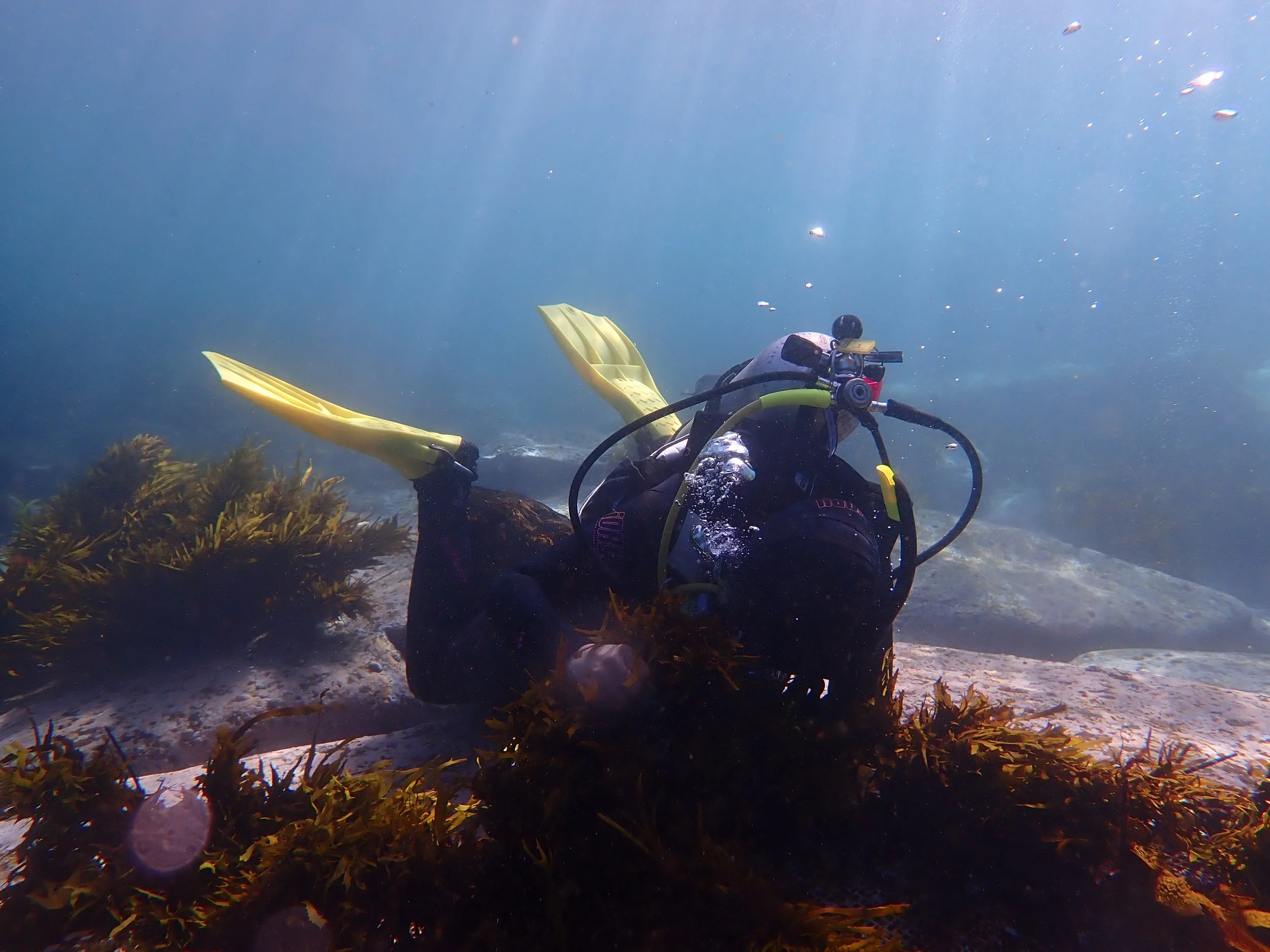 Investa &amp; Operation Crayweed: A successful partnership for restoration