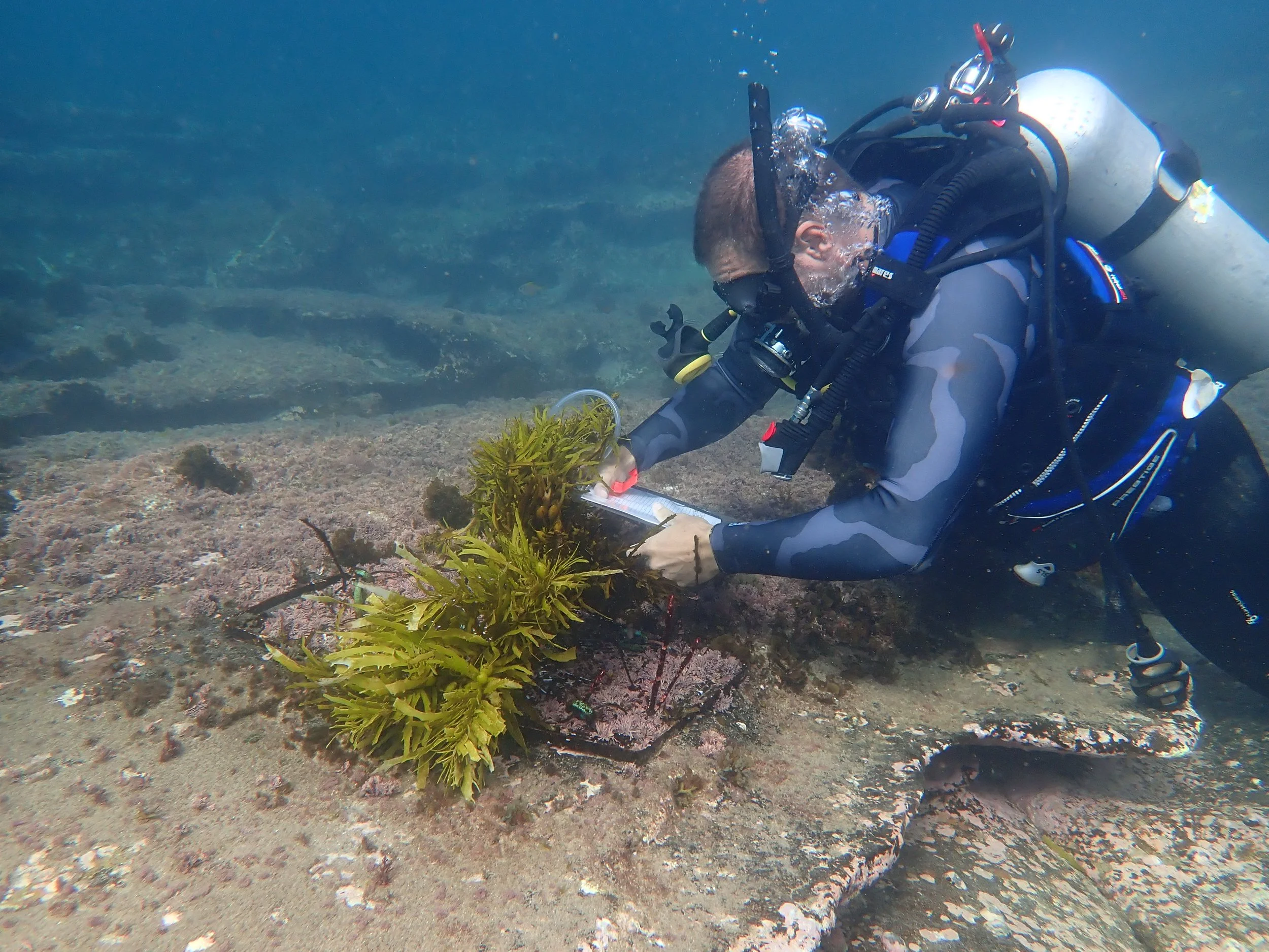 Operation Crayweed on the Sydney Morning Herald