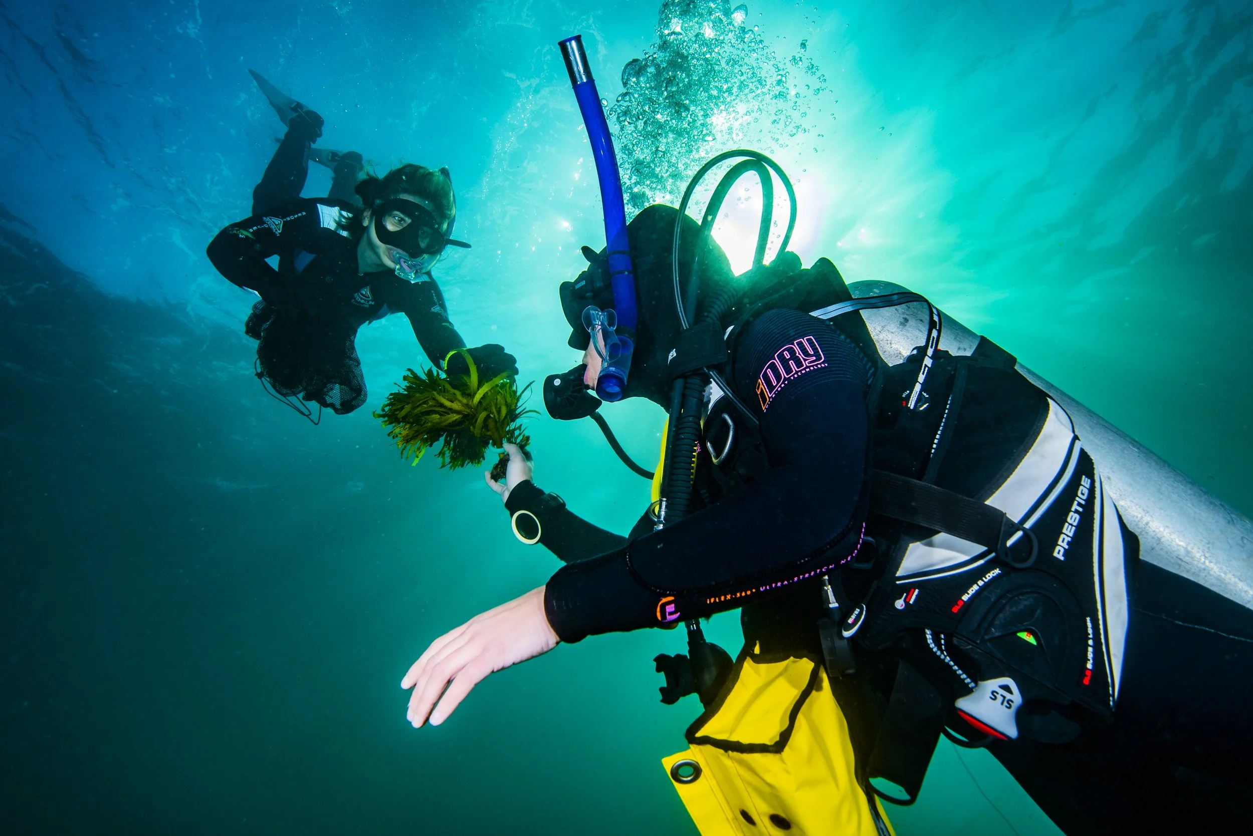 Restoration efforts supercharged by The Ian Potter Foundation