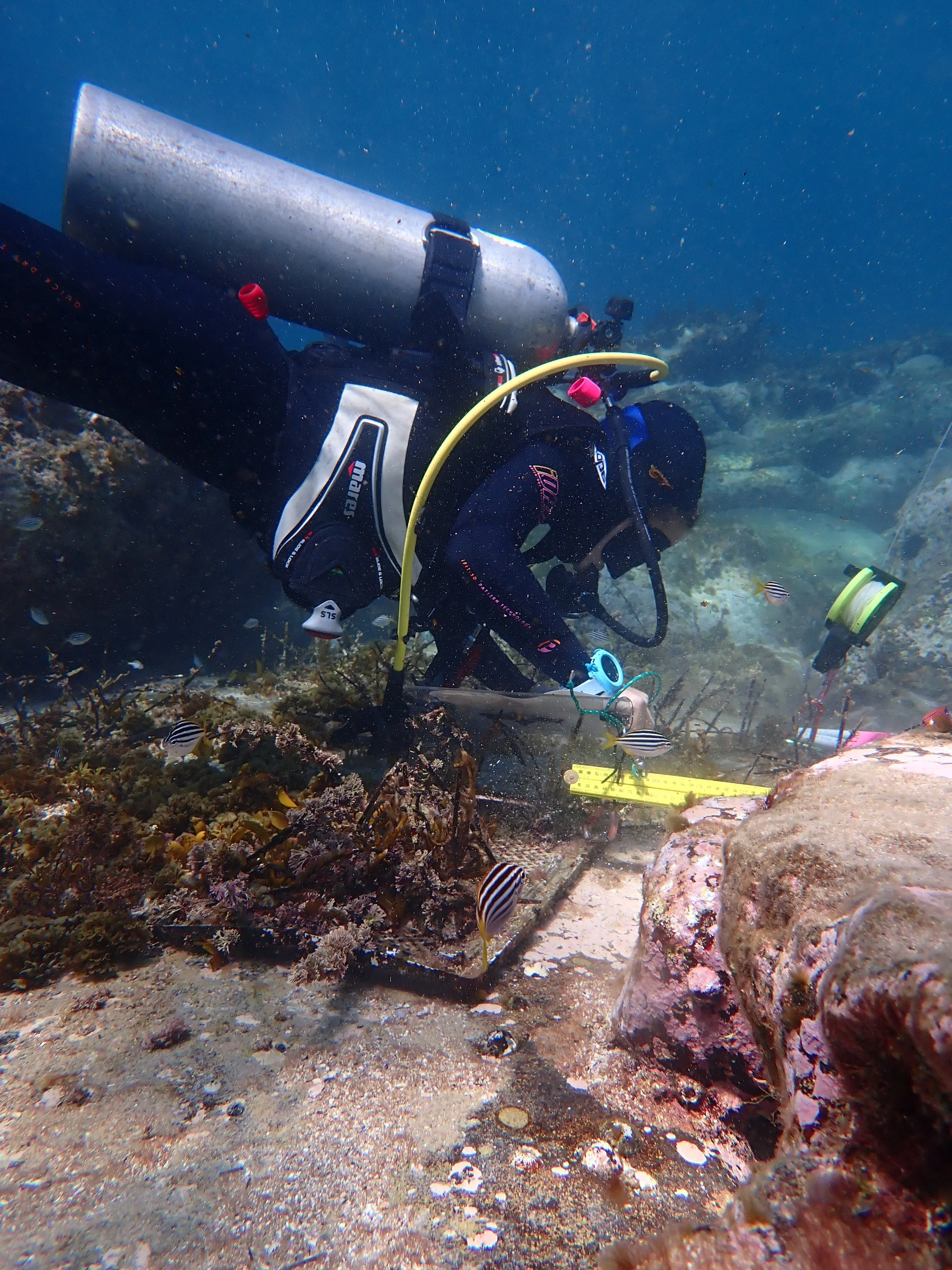 South Maroubra and the craybies of summer 2025