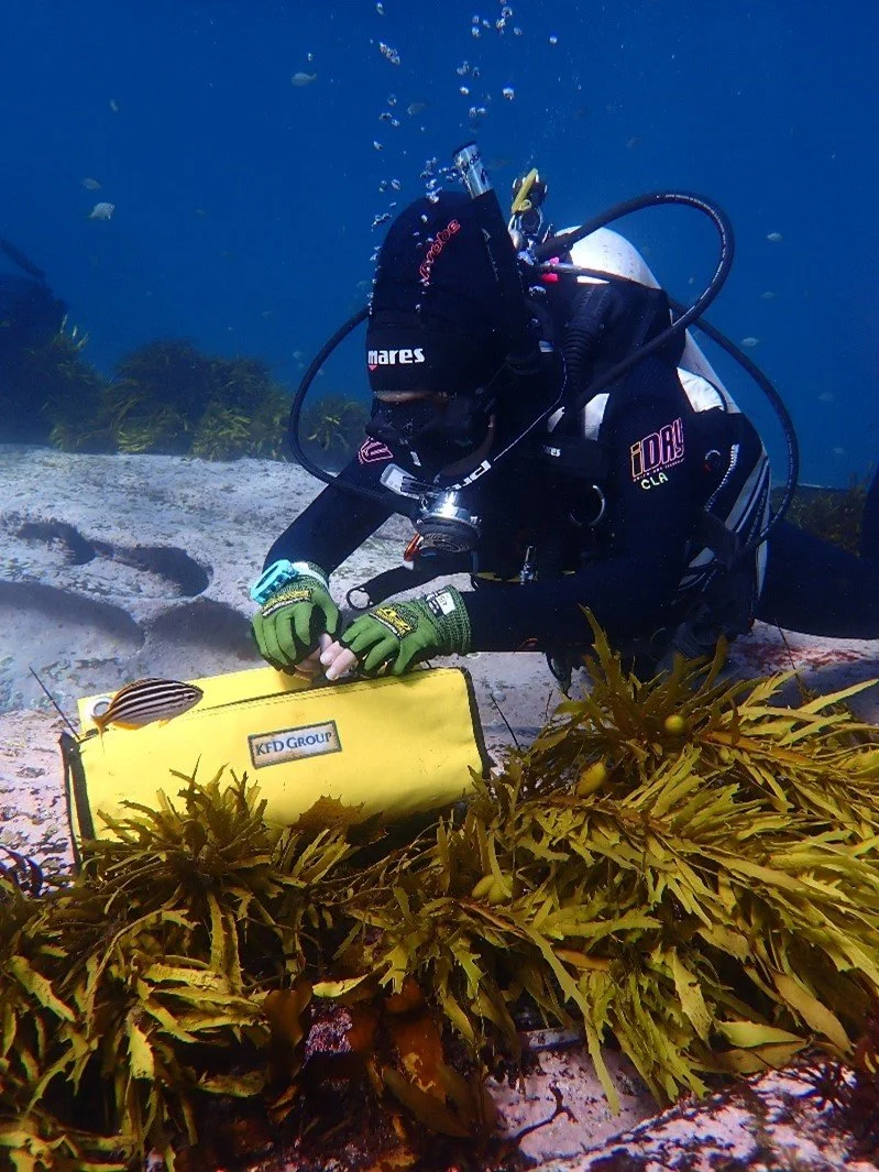 This winter, Sydney’s underwater forests continue to grow