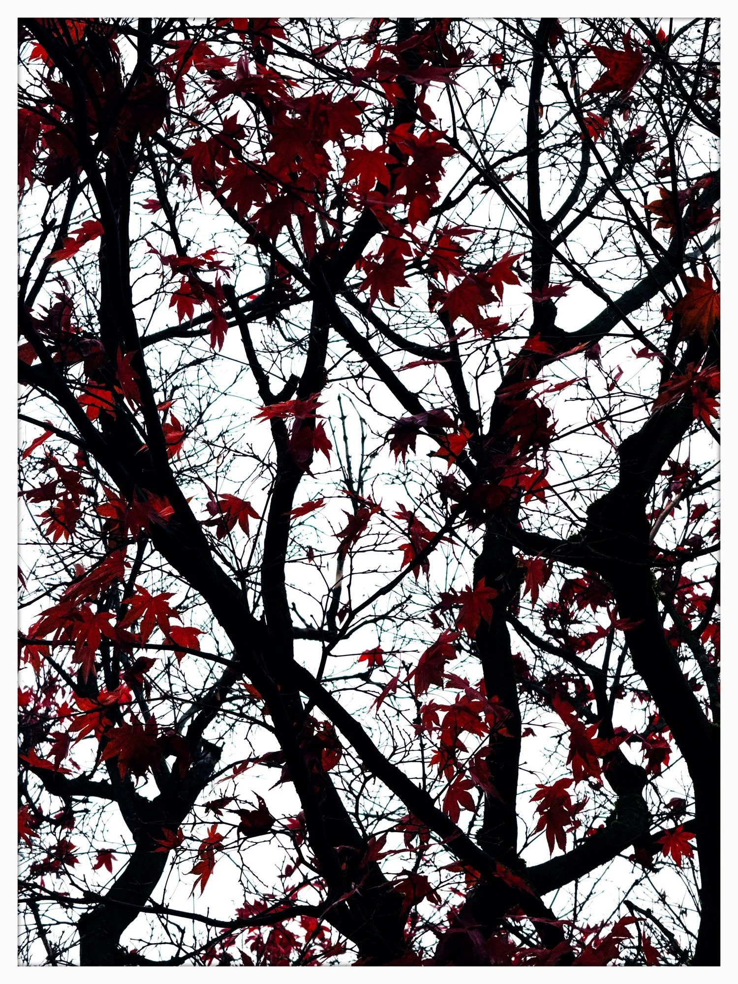 Autumn leaves · Dark Red · Fine Art Photography · Fotograf Peter Aldag · Frogfisher Photographers München Stuttgart hamburg