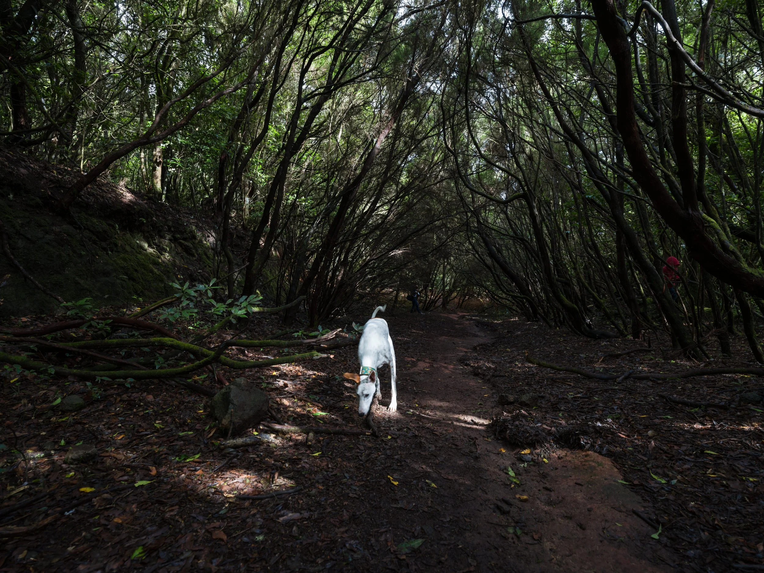 White Dog (Copy)