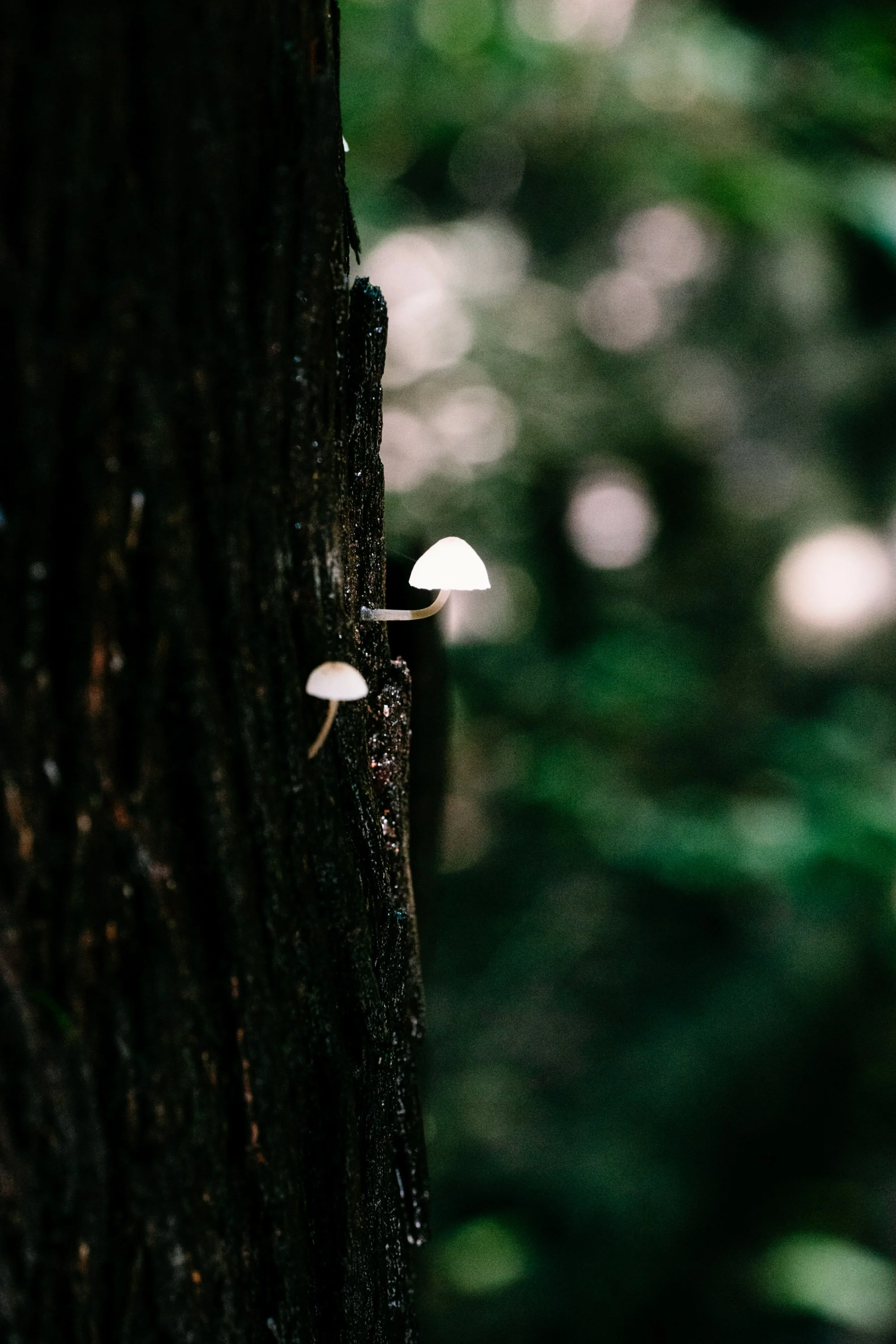Glowing Mushrooms (Copy)