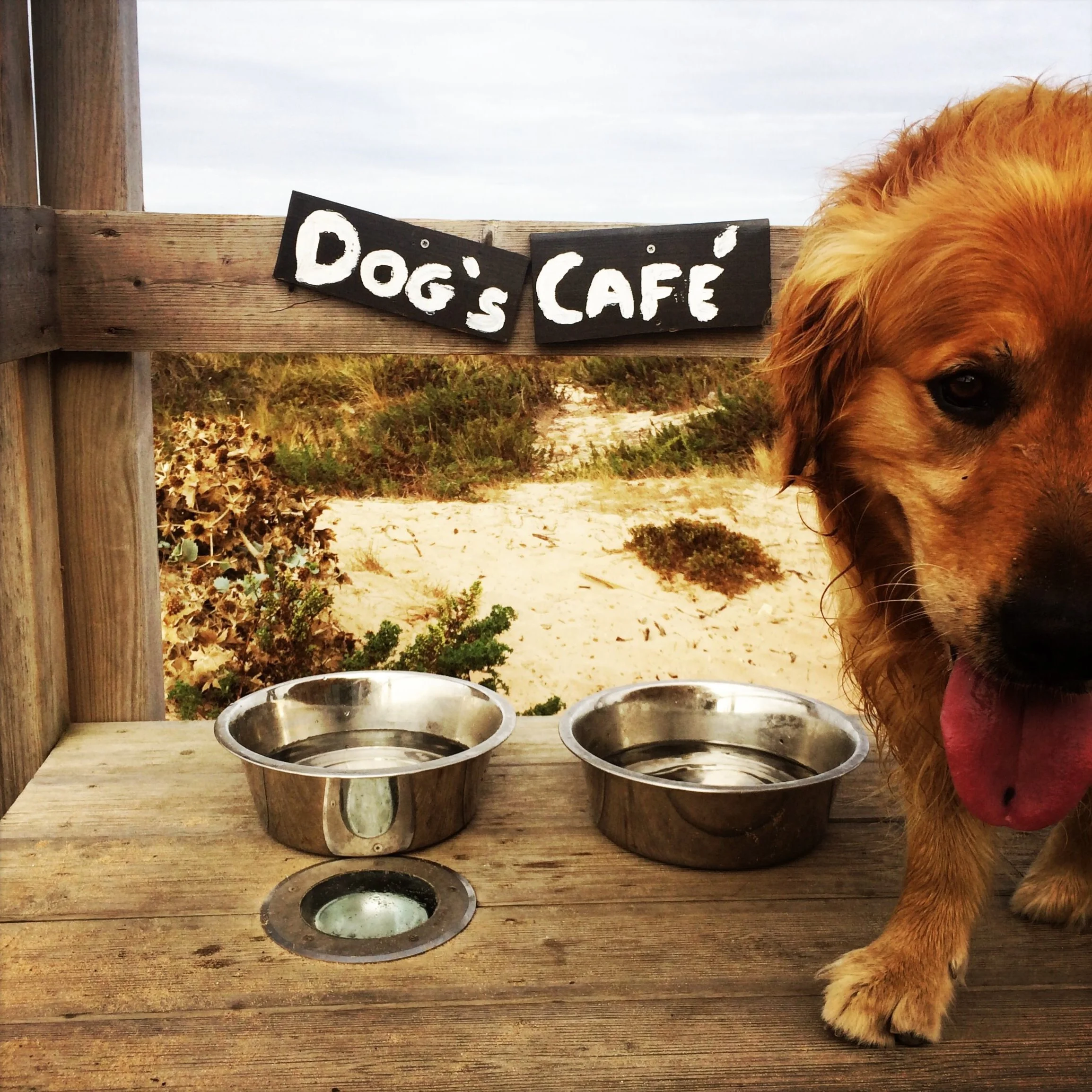Dog`s Café (Copy)