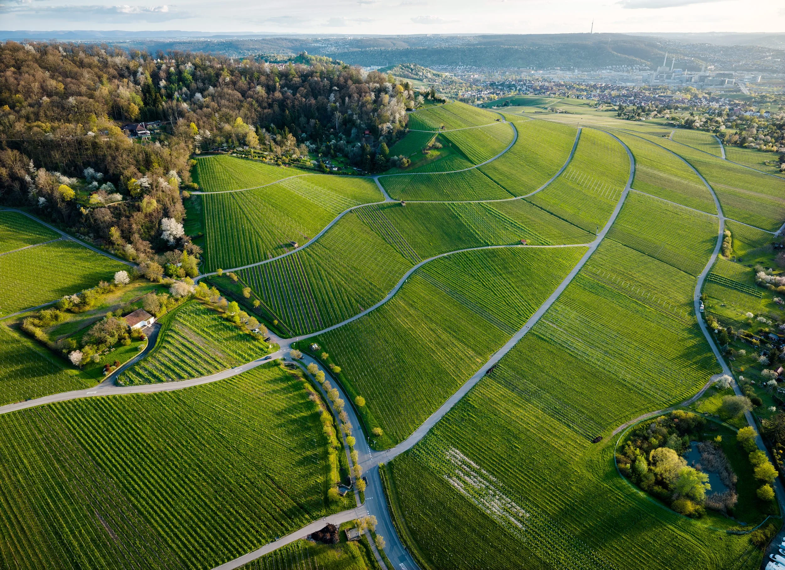 Weinberg Nordhang · Kappelberg, Fellbach (Copy)