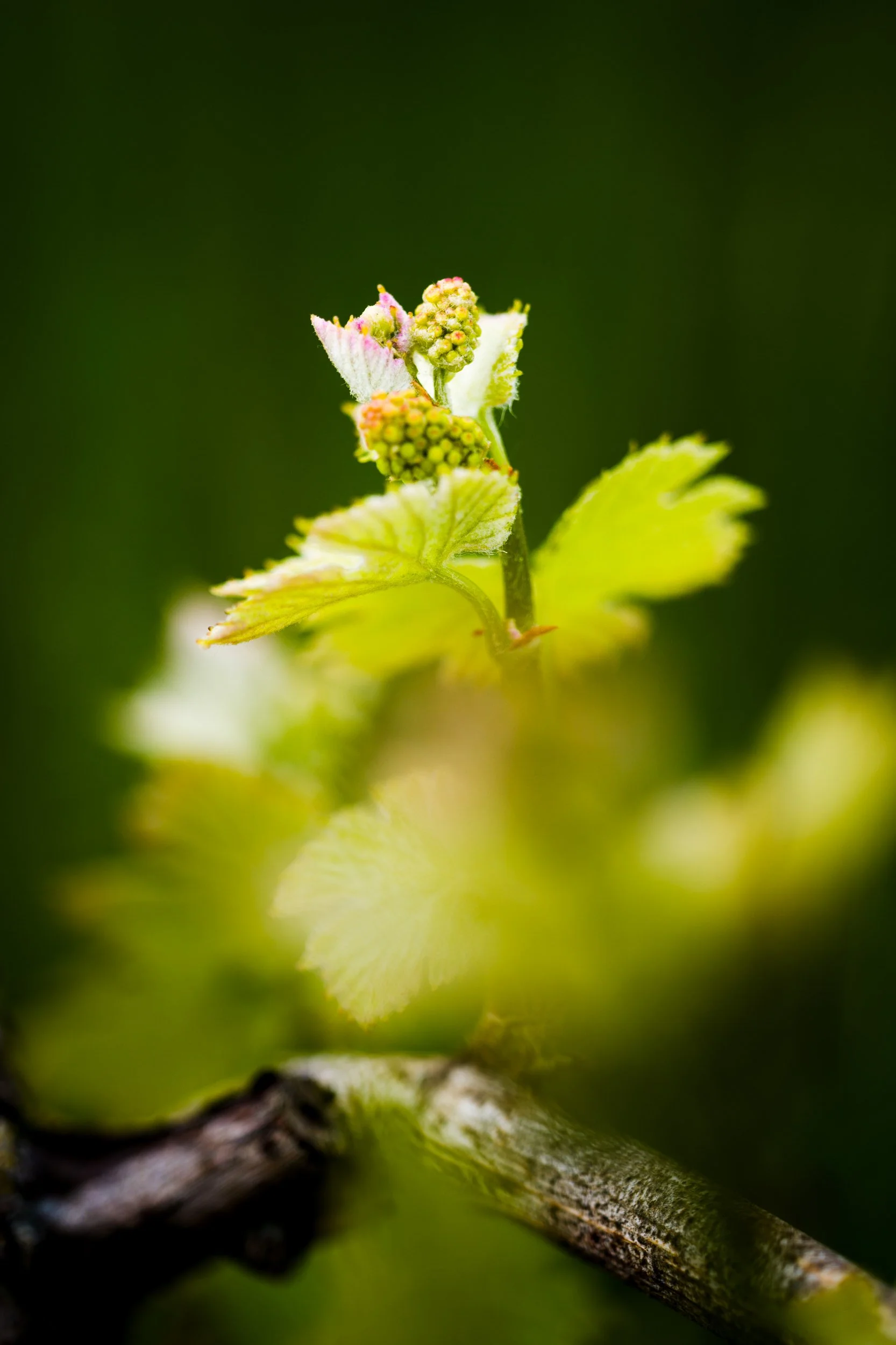 Austriebe Müller Thurgau · Weinberg Hasennest Tauberzell (Copy)