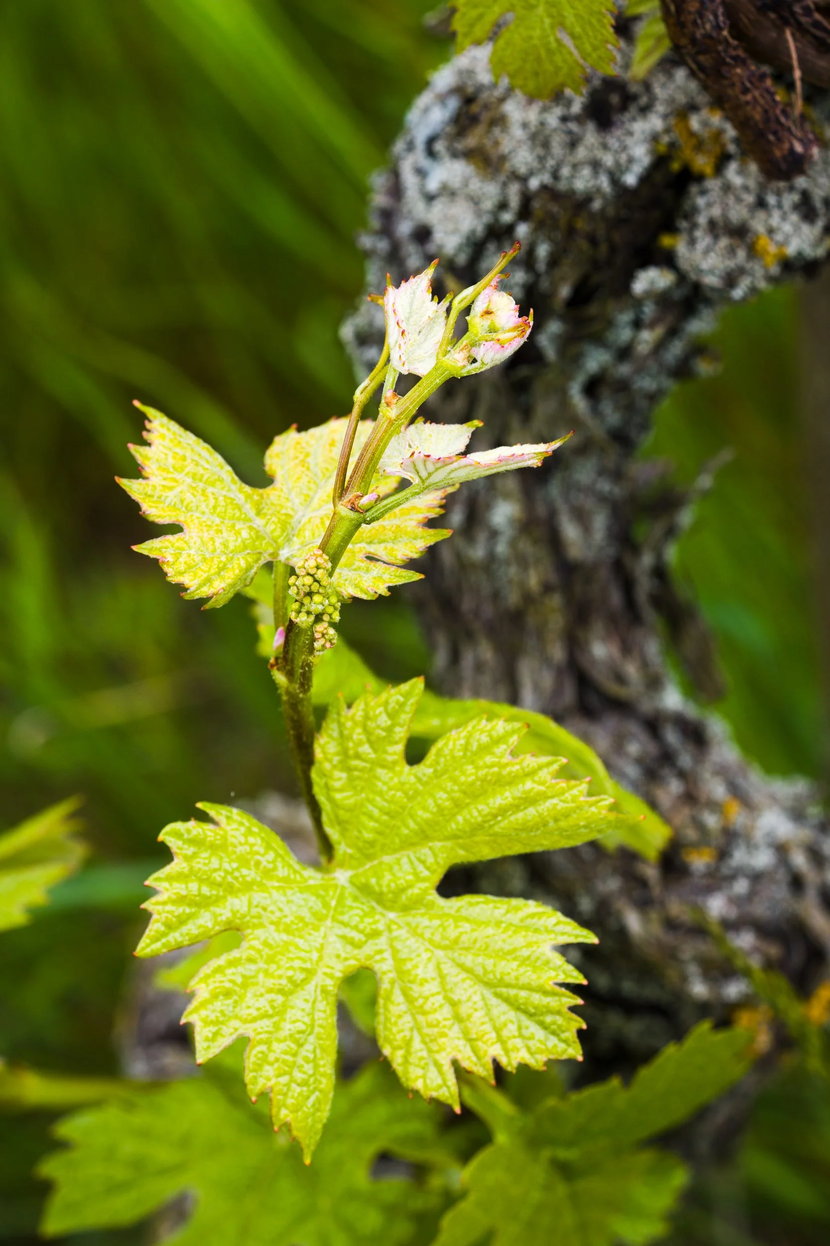 Rebstock Müller Thurgau · Weinberg Hasennest Tauberzell (Copy)