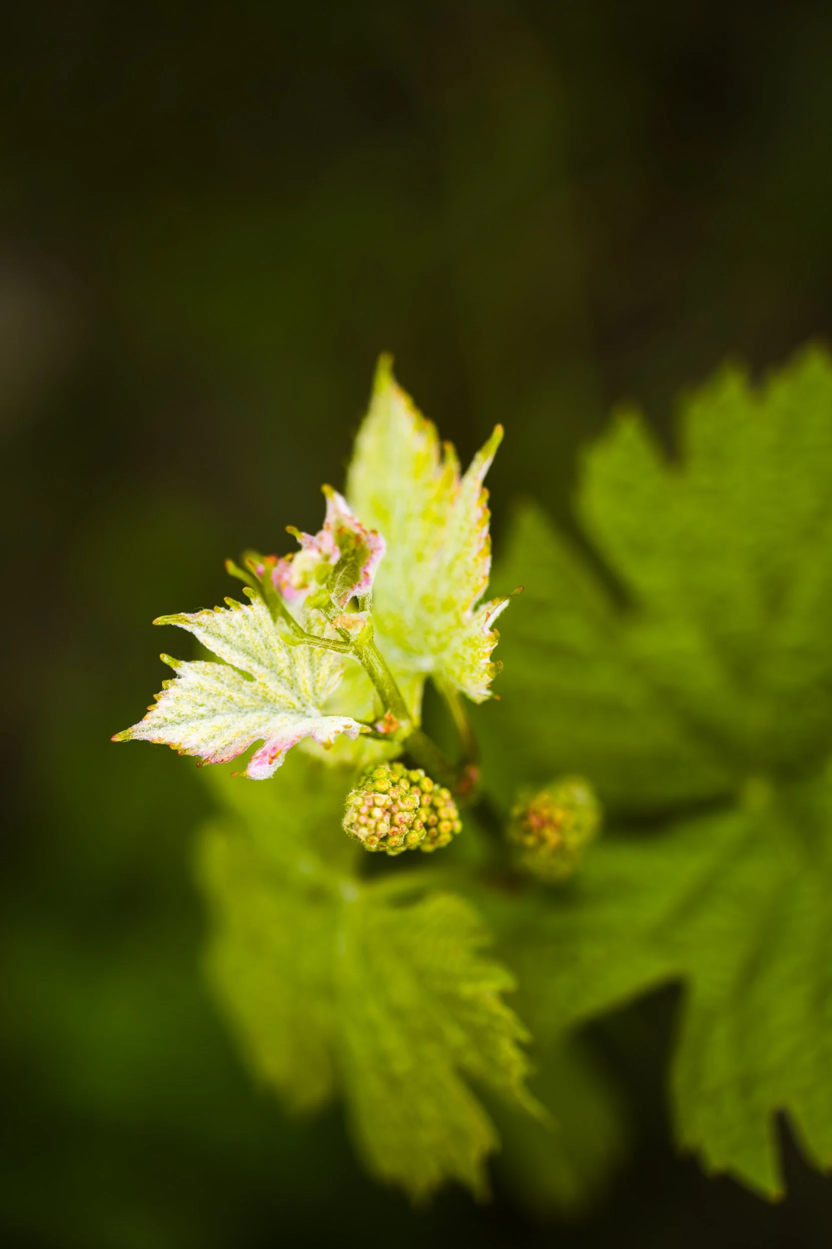 Austriebe Müller Thurgau · Weinberg Hasennest Tauberzell II (Copy)