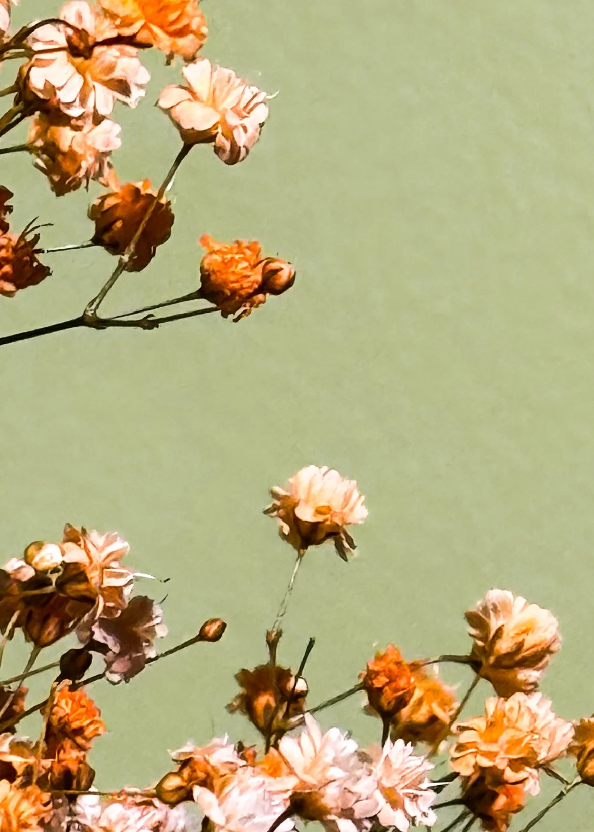Flower Abstract Ginster by Still Life und Food Fotograf Hamburg Stuttgart München