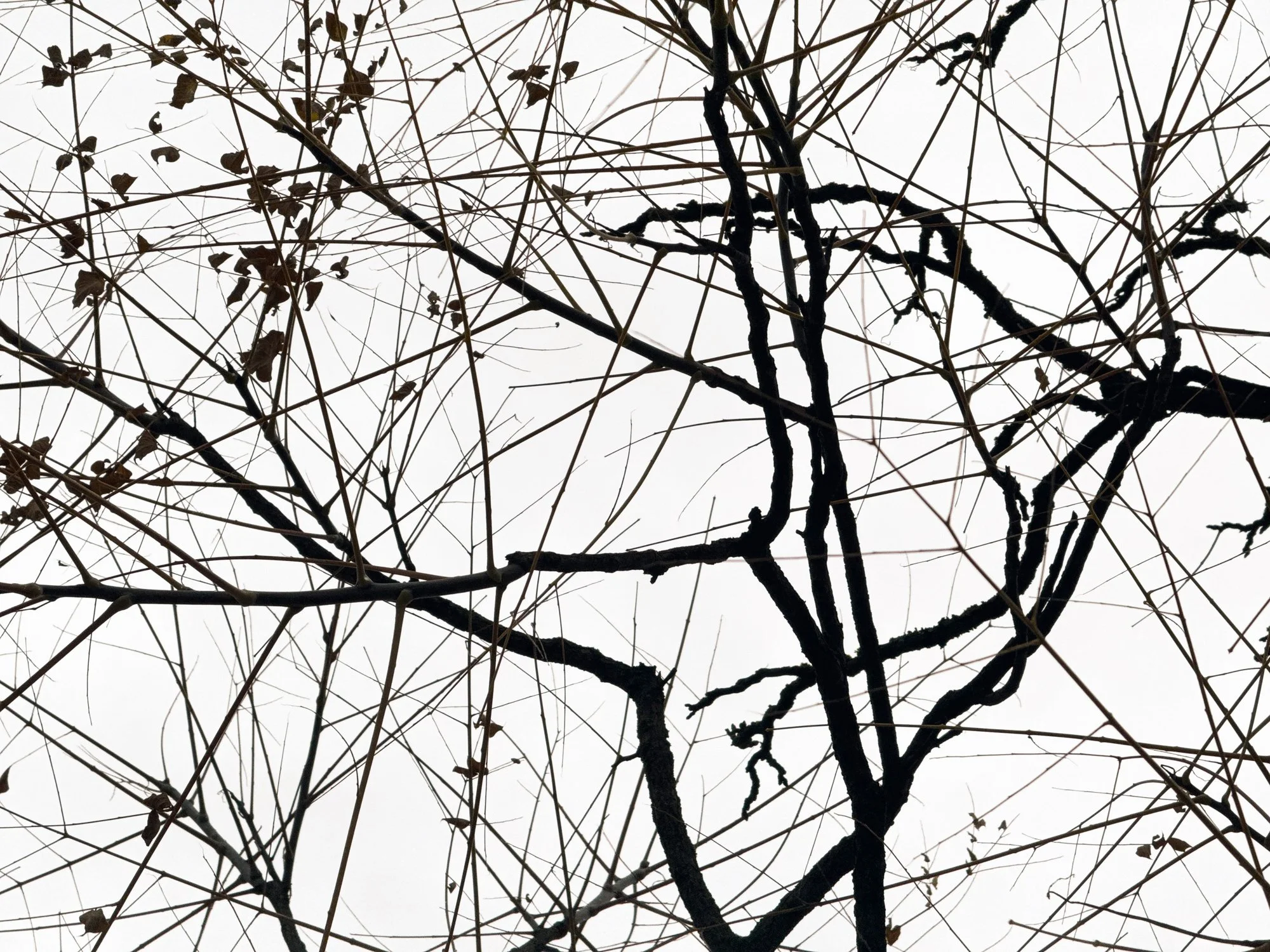 Leaves & Lines II · Black & White · Fine Art Photography · Fotograf Peter Aldag · Frogfisher Photographers München Stuttgart hamburg