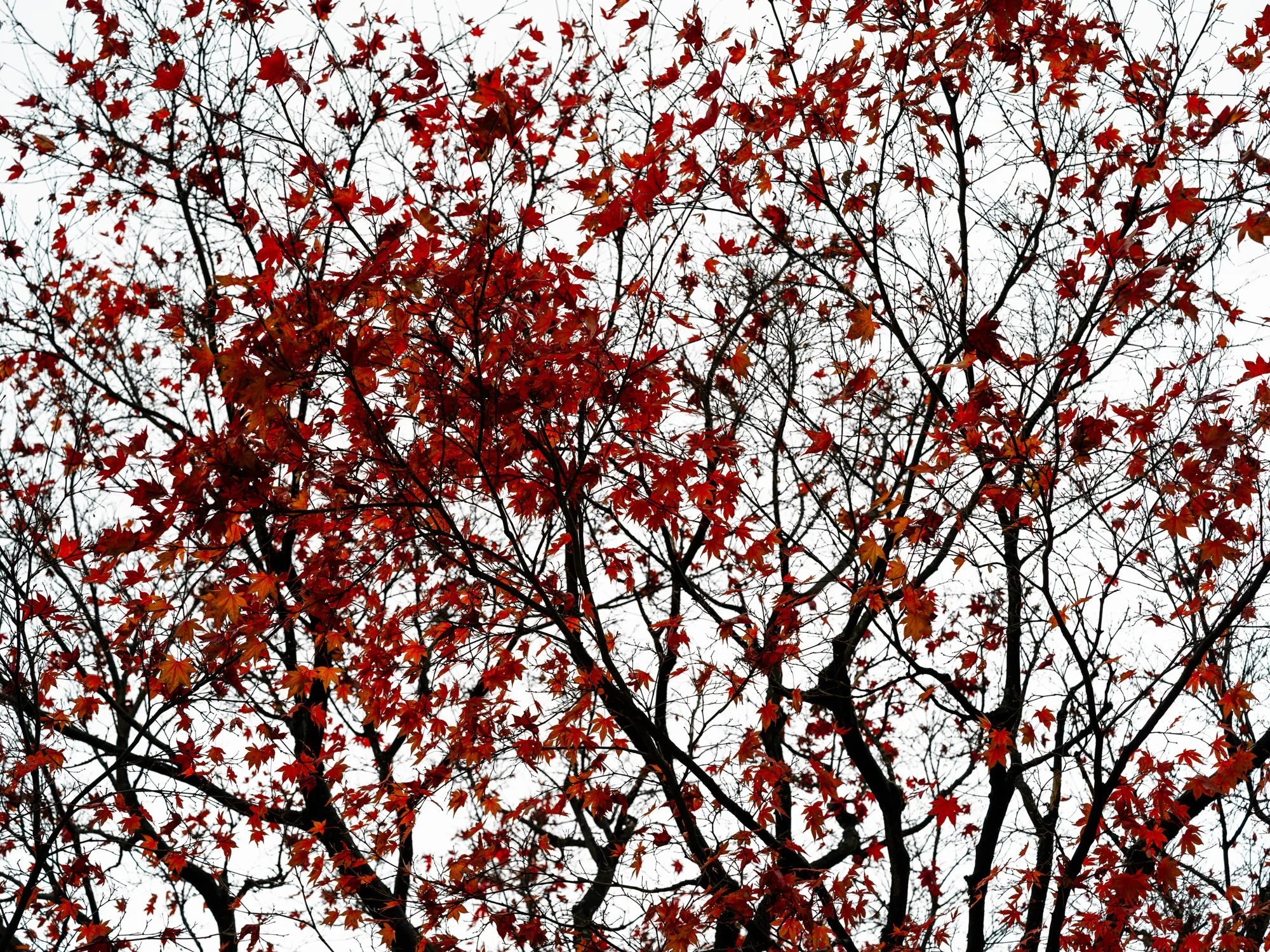 Autumn leaves · Red II · Fine Art Photography · Fotograf Peter Aldag · Frogfisher Photographers München Stuttgart hamburg