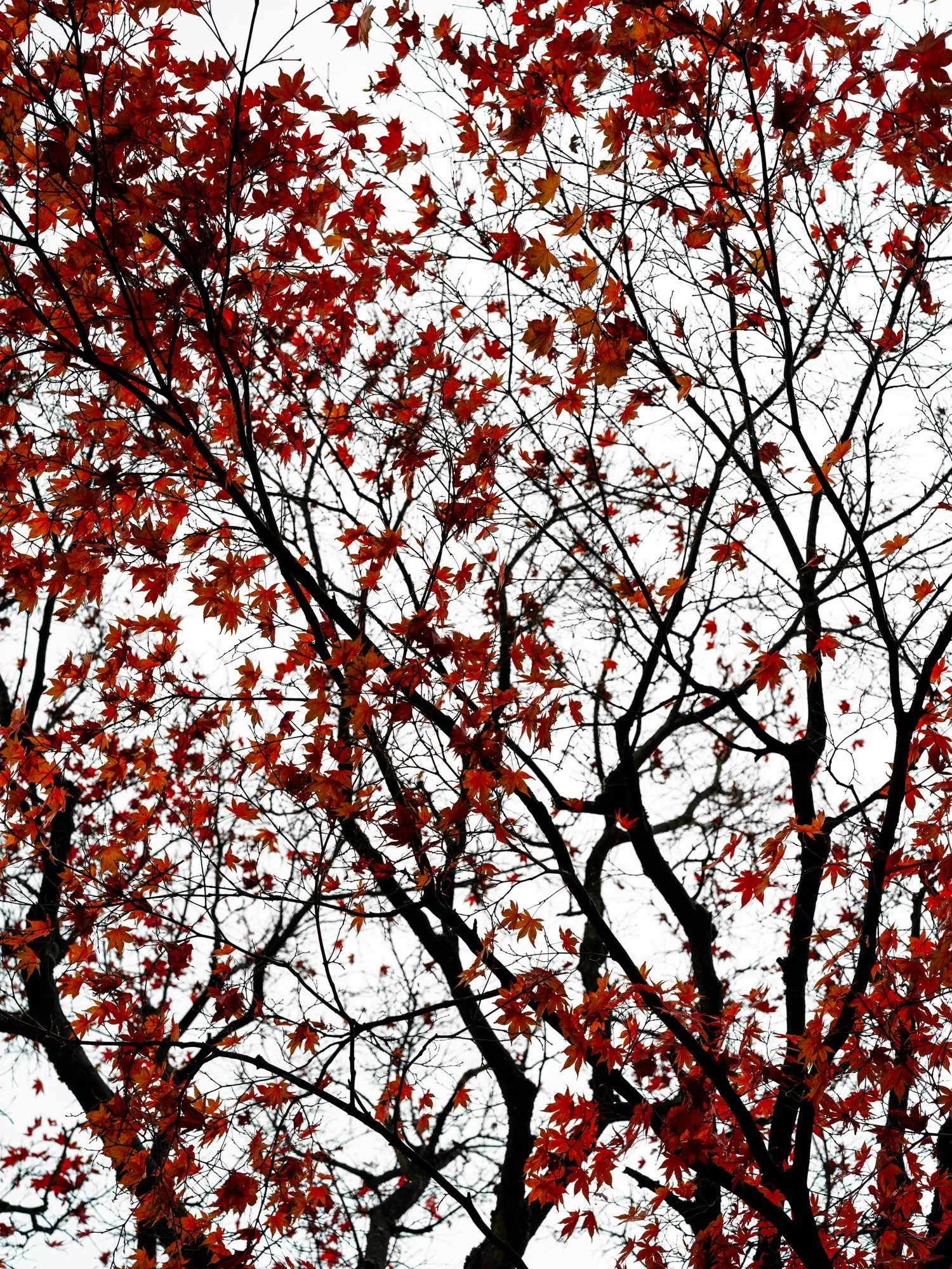 Autumn leaves · Red I · Fine Art Photography · Fotograf Peter Aldag · Frogfisher Photographers München Stuttgart hamburg