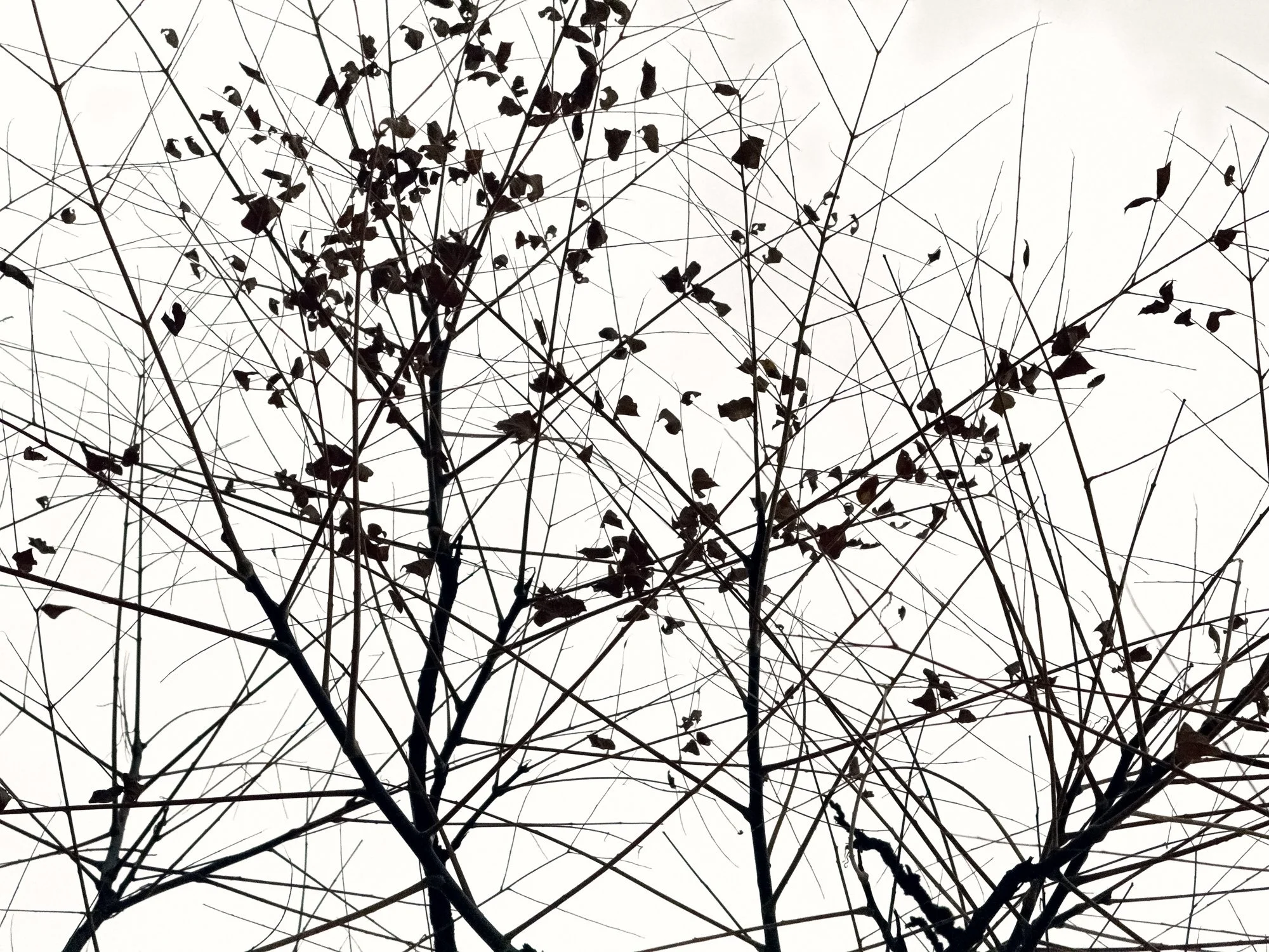 Leaves & Lines · Black & White · Fine Art Photography · Fotograf Peter Aldag · Frogfisher Photographers München Stuttgart hamburg