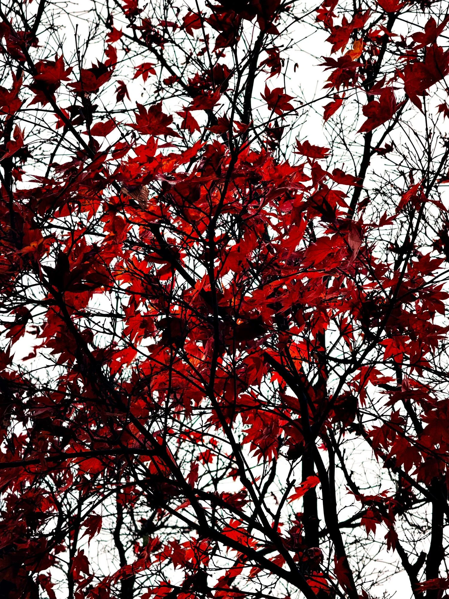 Autumn Leaves III · Fotografik by Frogfisher Photographers, Fotograf Peter Aldag, Stuttgart München Hamburg