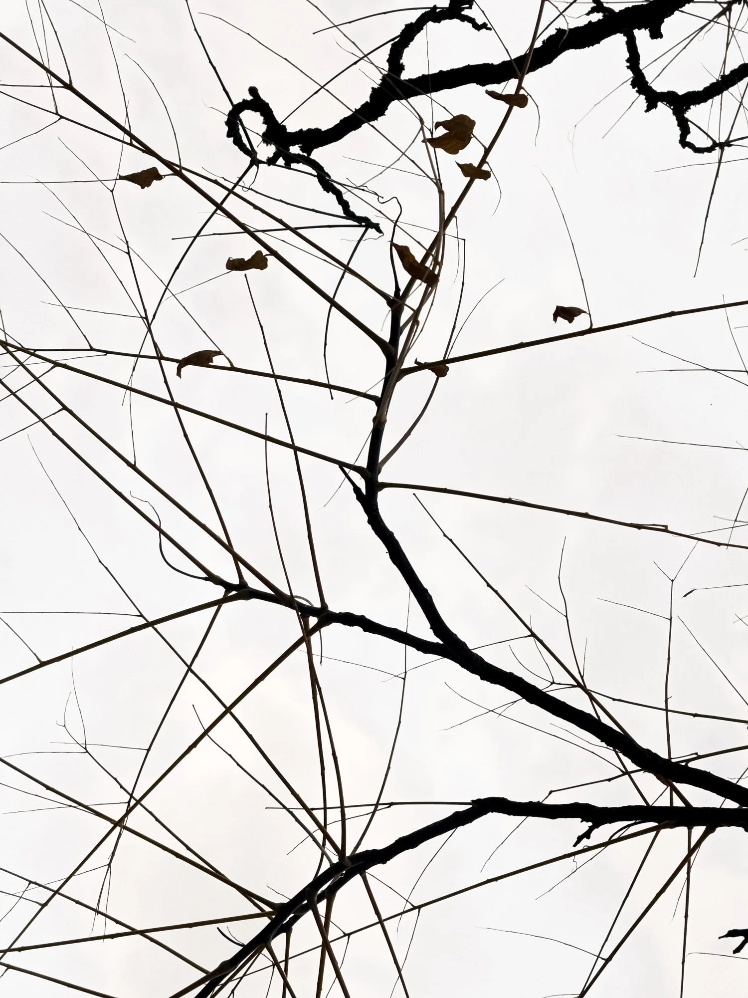 Leaves & Lines · Black & White · Fine Art Photography · Fotograf Peter Aldag · Frogfisher Photographers München Stuttgart hamburg