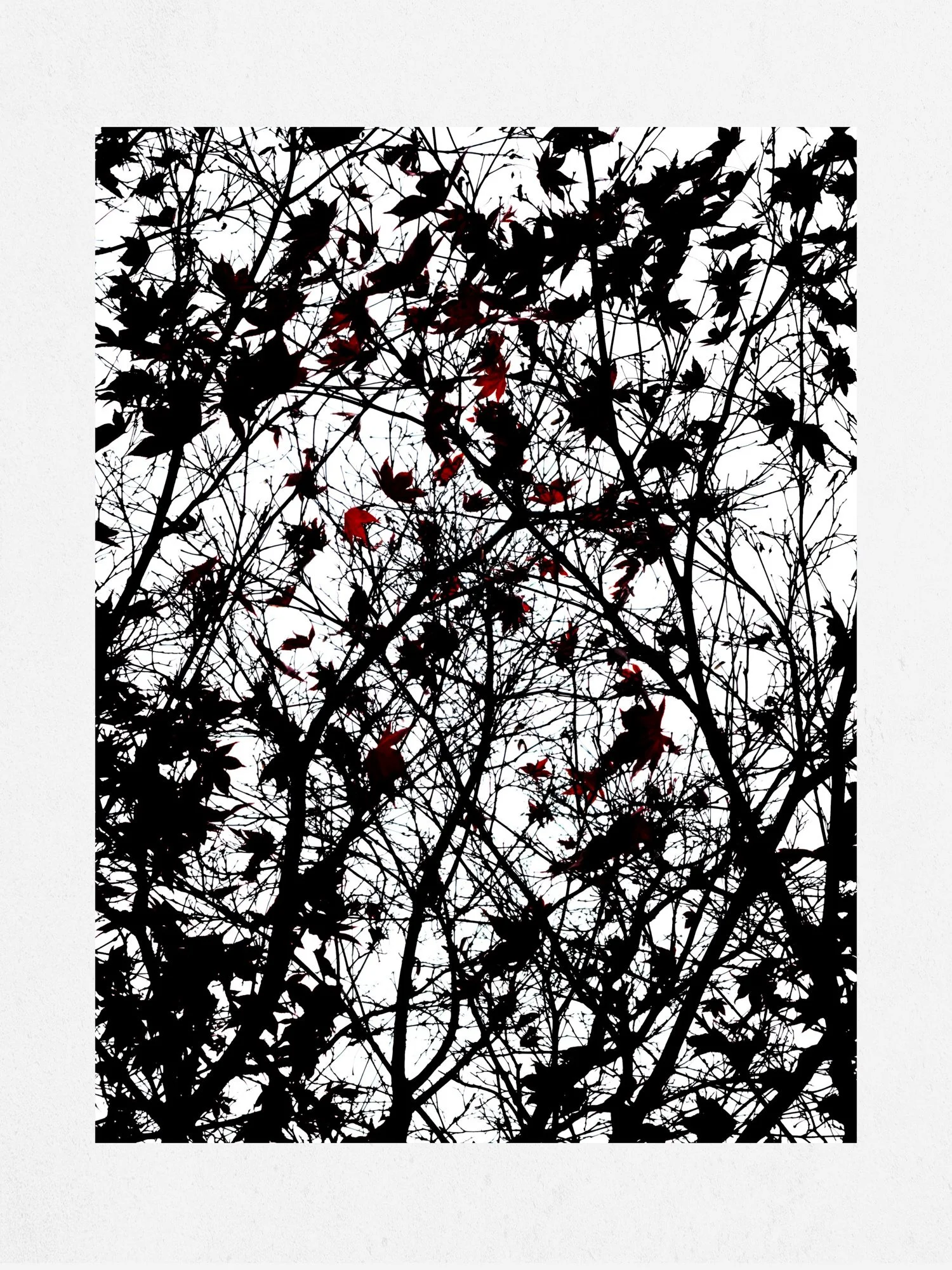 Autumn leaves · Black & Red · Fine Art Photography · Fotograf Peter Aldag · Frogfisher Photographers München Stuttgart hamburg