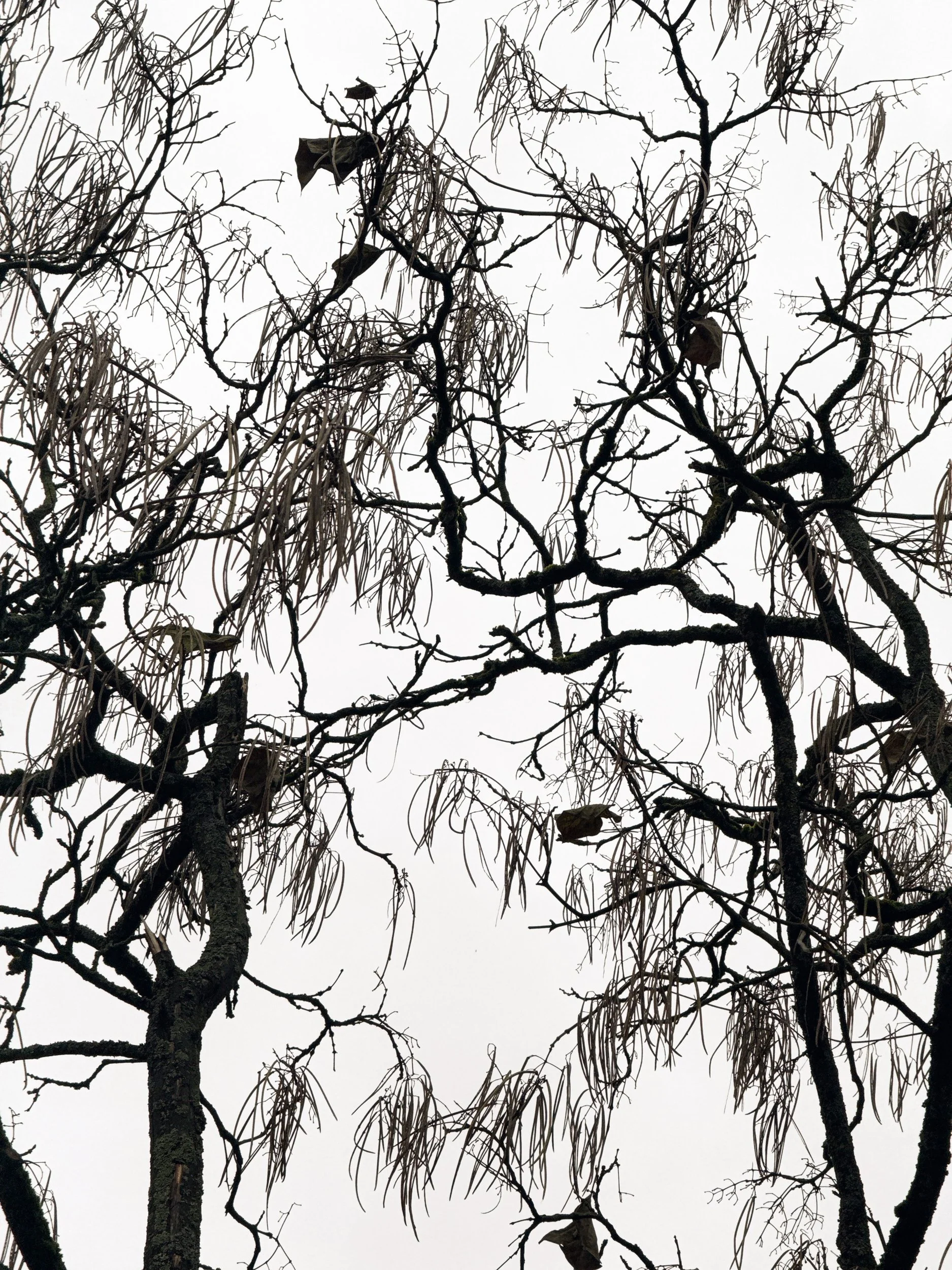 Weeping Willow · Black & White · Fine Art Photography · Fotograf Peter Aldag · Frogfisher Photographers München Stuttgart hamburg