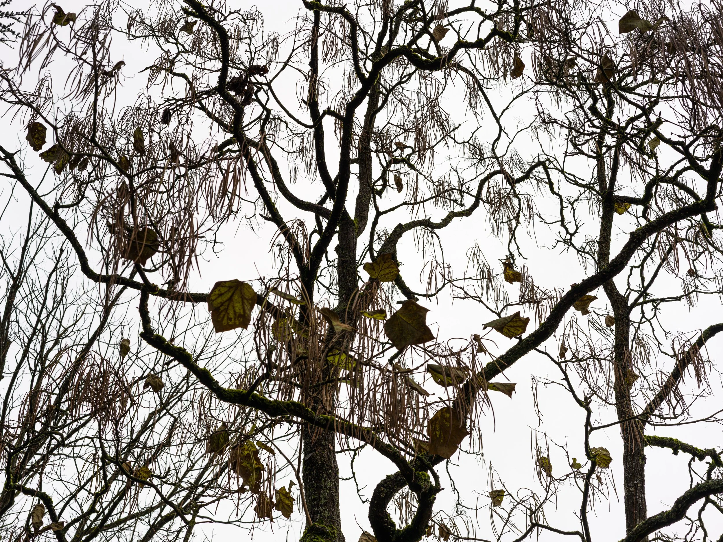 Weeping Willow IV · Dark Yellow · Fine Art Photography · Fotograf Peter Aldag · Frogfisher Photographers München Stuttgart hamburg