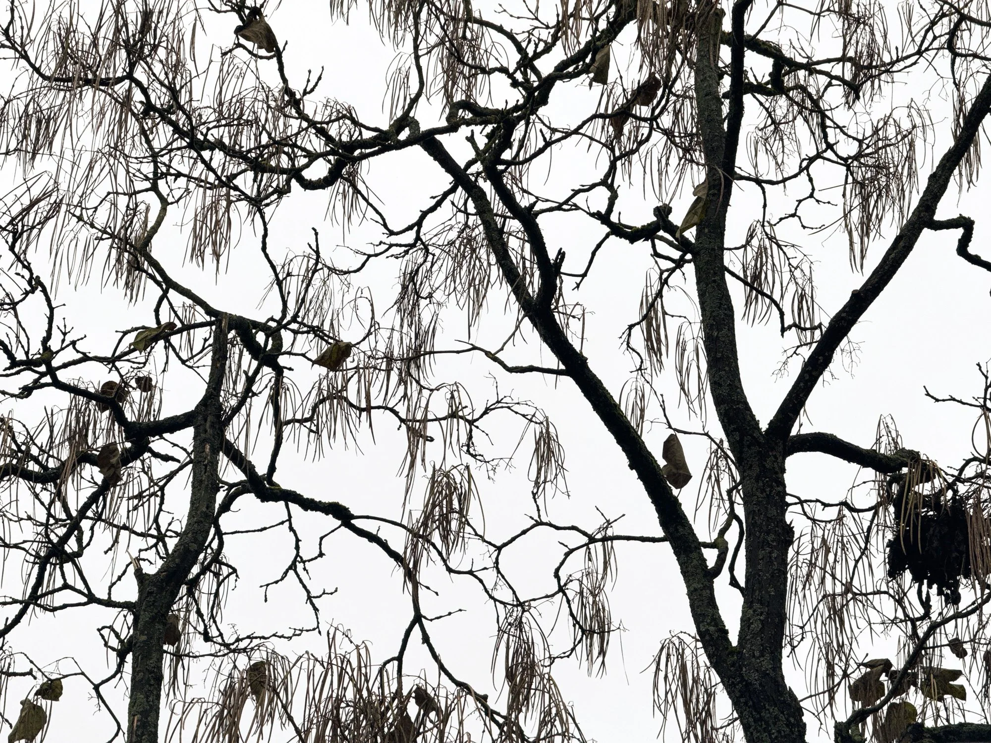 Weeping Willow III · Black & White · Fine Art Photography · Fotograf Peter Aldag · Frogfisher Photographers München Stuttgart hamburg