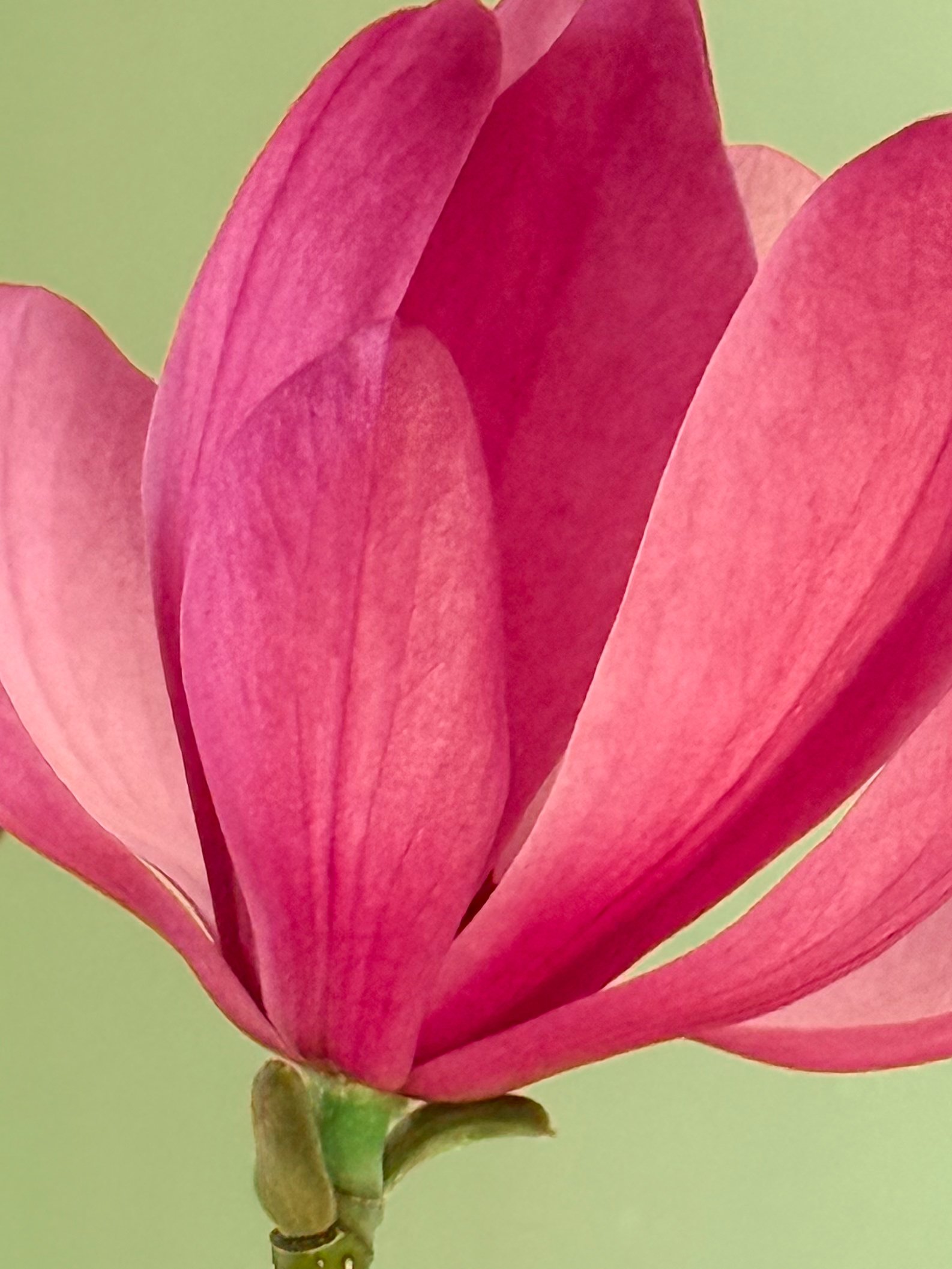 Flower Abstract Pink by Still Life und Food Fotograf Hamburg Stuttgart München