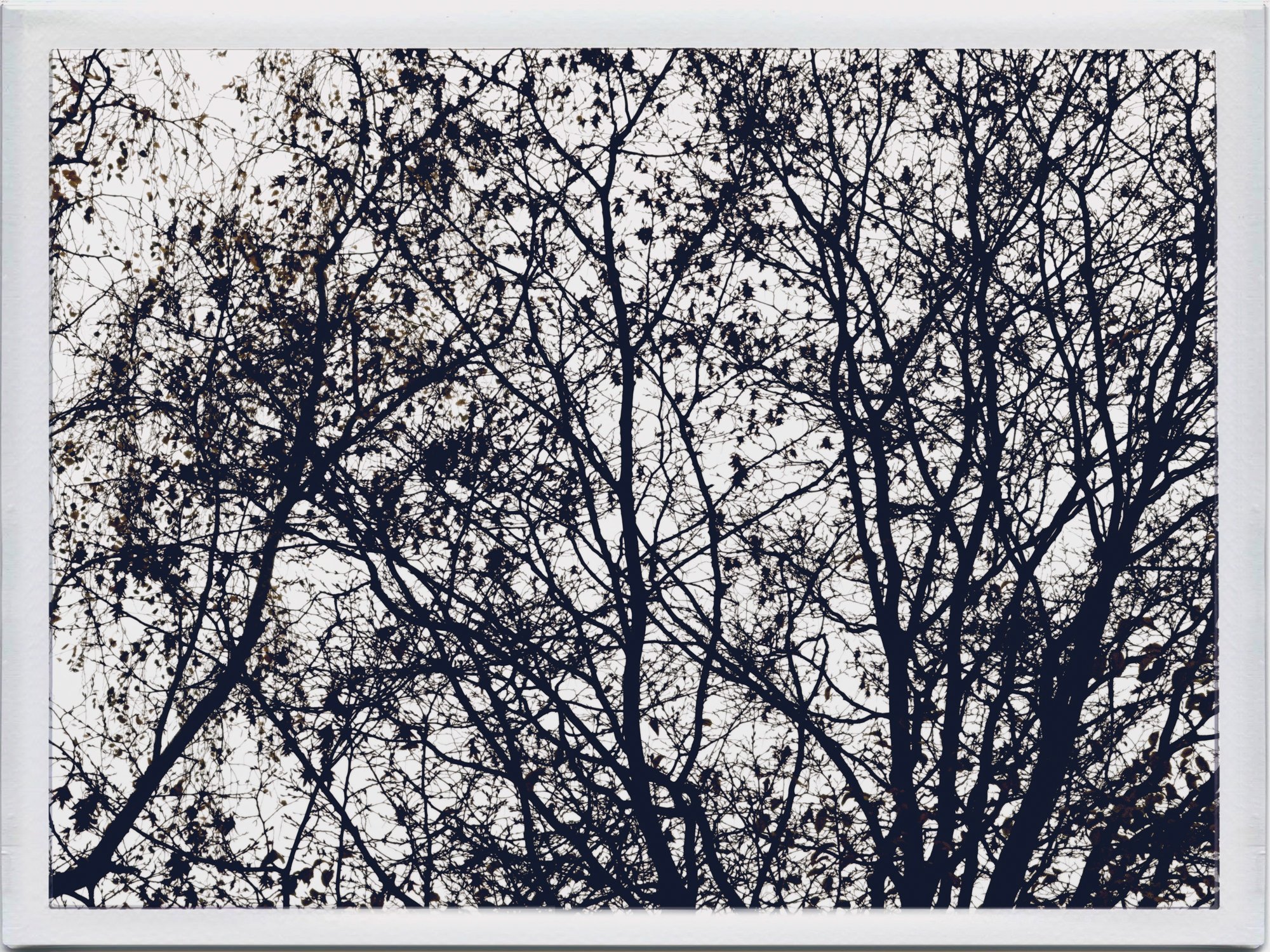 Autumn leaves · Black & White · Fine Art Photography · Fotograf Peter Aldag · Frogfisher Photographers München Stuttgart hamburg