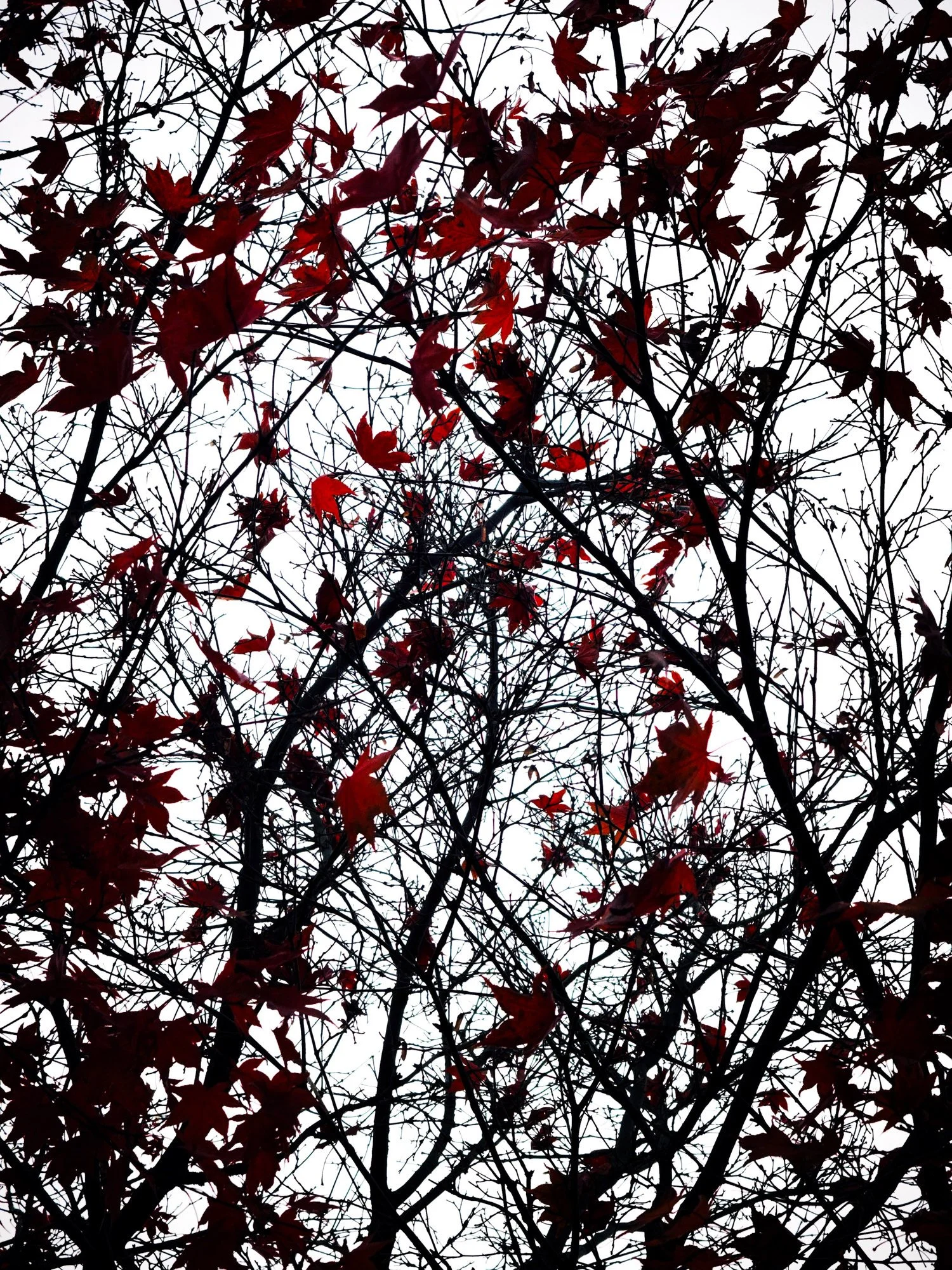 Autumn Leaves IV · Fotografik by Frogfisher Photographers, Fotograf Peter Aldag, Stuttgart München Hamburg