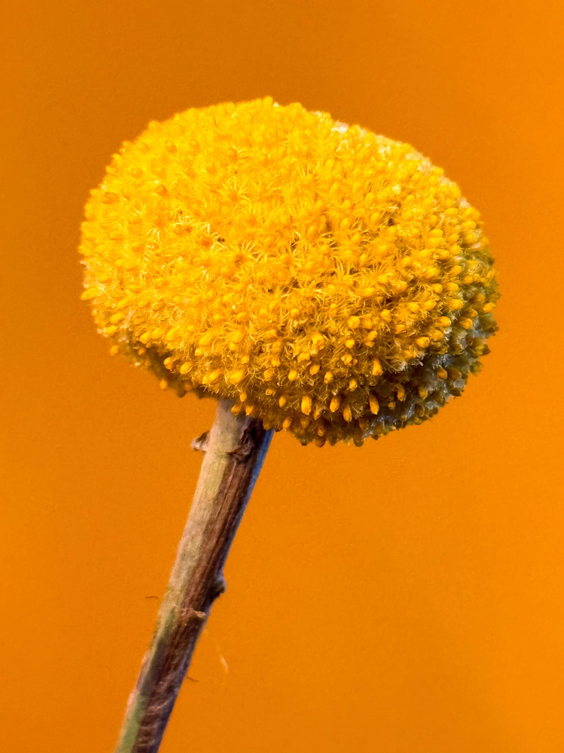Flower Abstract Yellow by Still Life und Food Fotograf Hamburg Stuttgart München