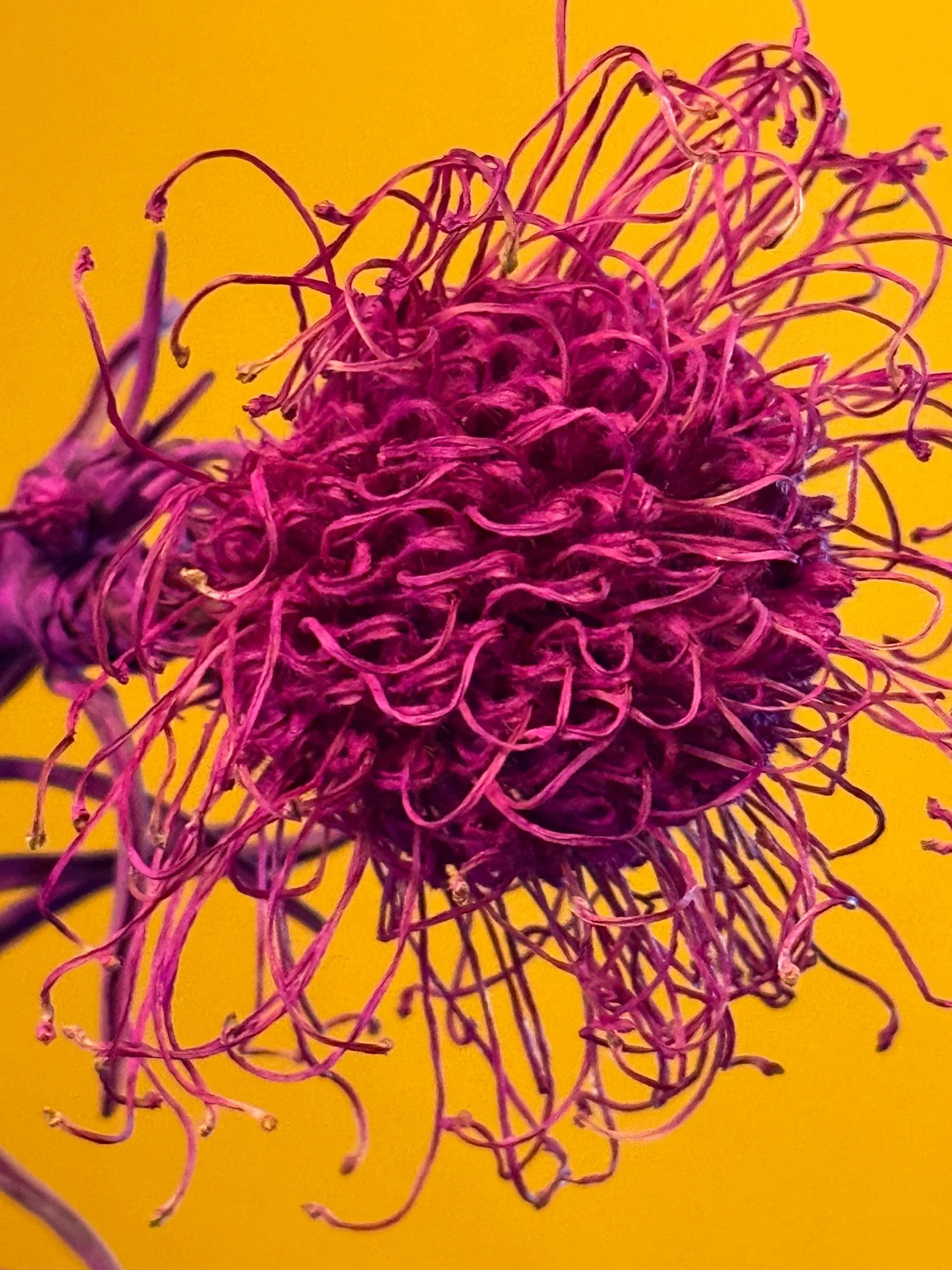 Flower Abstract Purzle by Still Life und Food Fotograf Hamburg Stuttgart München