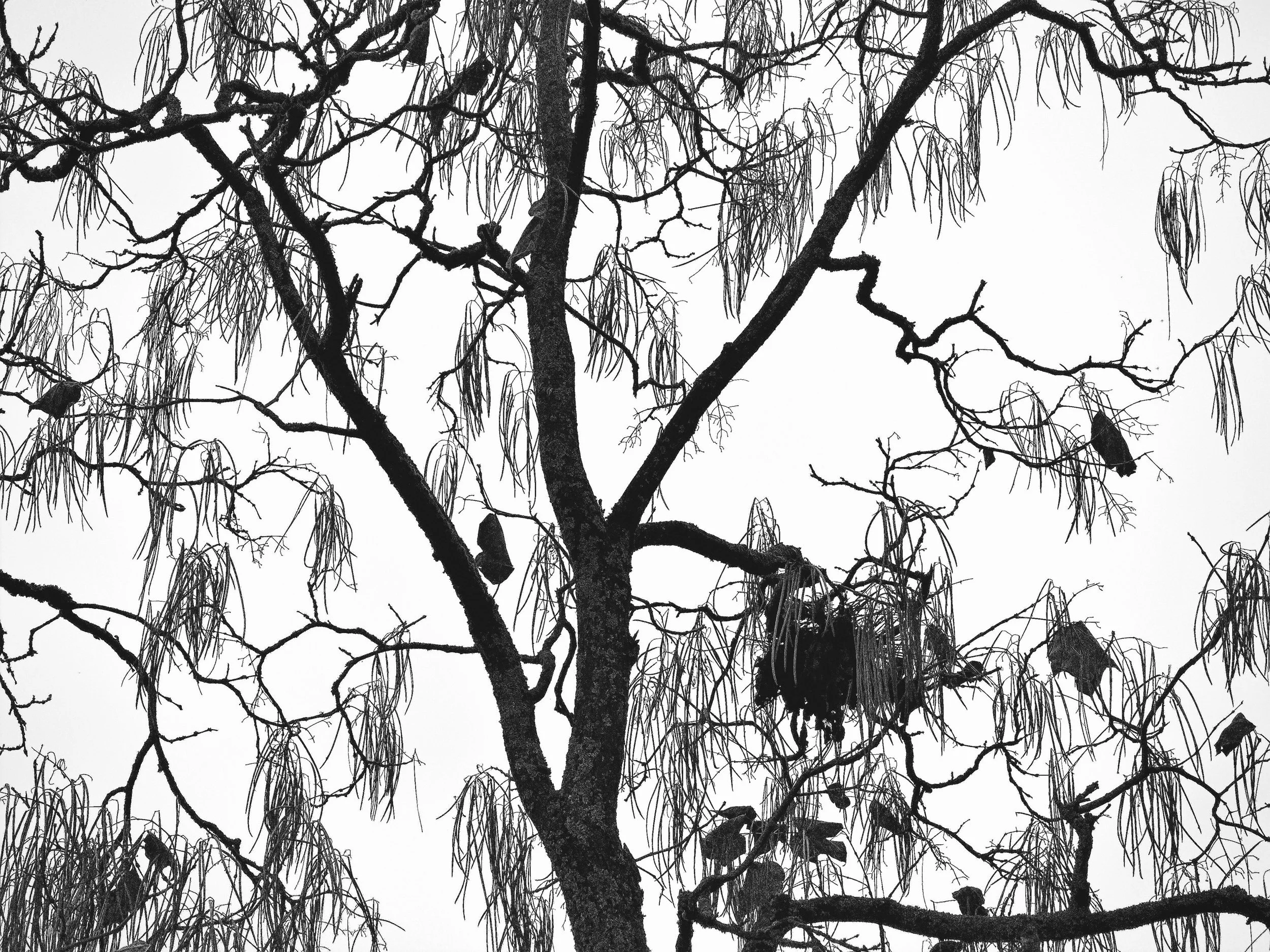 Weeping Willow II · Black & White · Fine Art Photography · Fotograf Peter Aldag · Frogfisher Photographers München Stuttgart hamburg