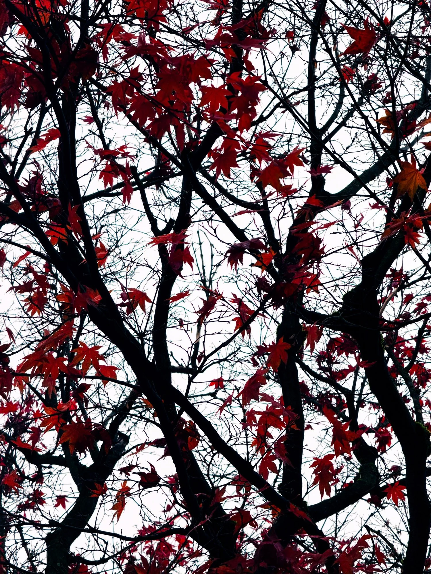 Autumn Leaves II · Fotografik by Frogfisher Photographers, Fotograf Peter Aldag, Stuttgart München Hamburg