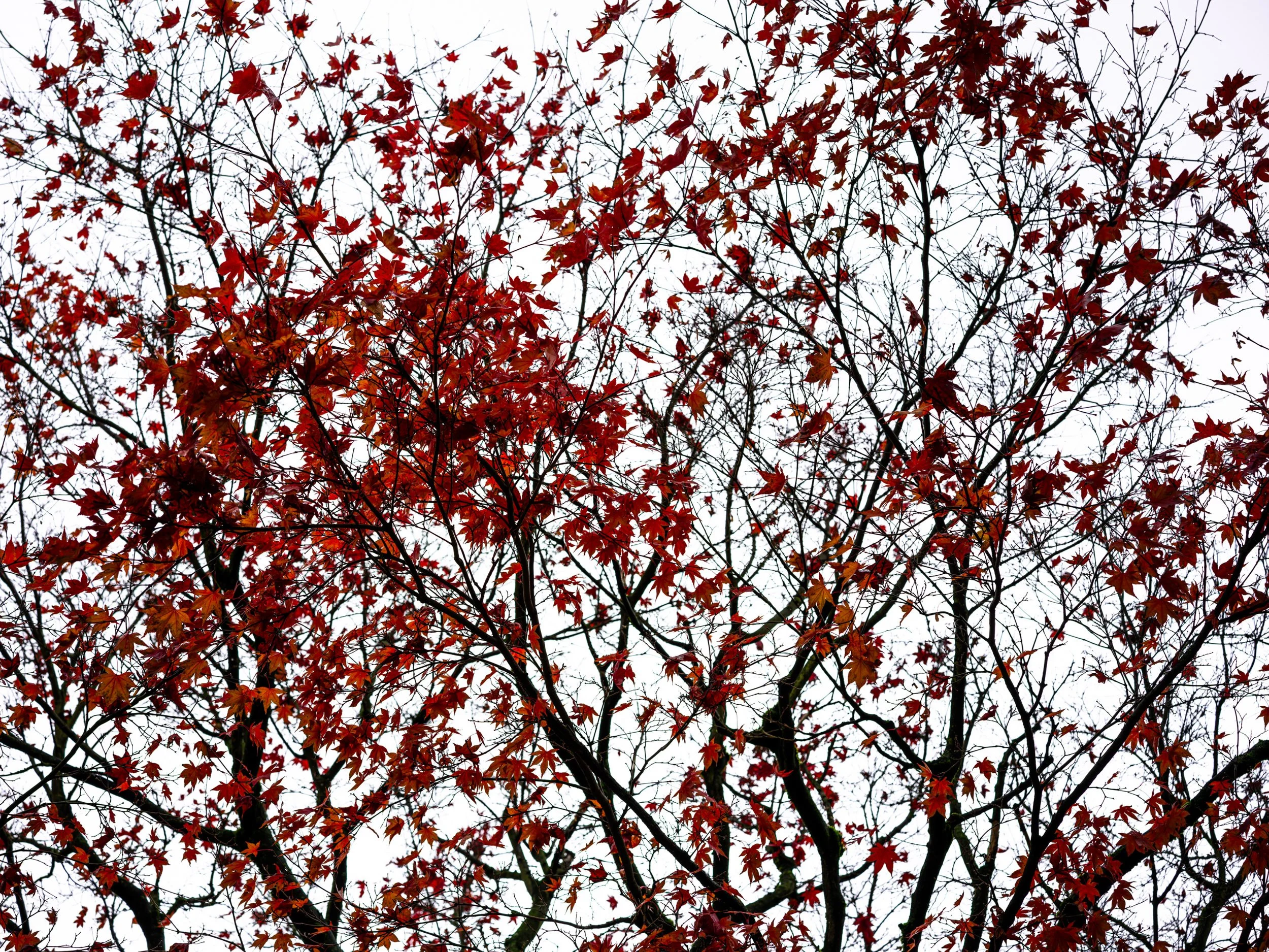 Autumn Leaves · Fotografik by Frogfisher Photographers, Fotograf Peter Aldag, Stuttgart München Hamburg