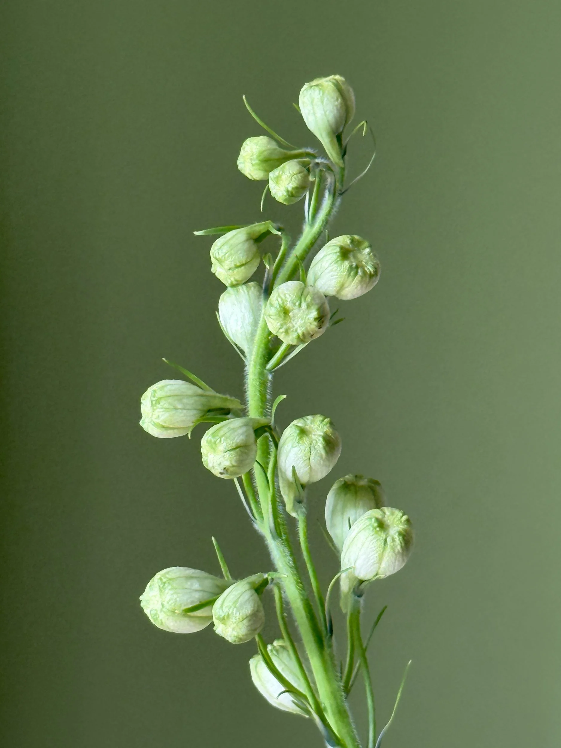 Flower Abstract Green by Still Life und Food Fotograf Hamburg Stuttgart München