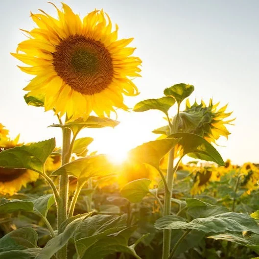 Vibrant as a sunflower.