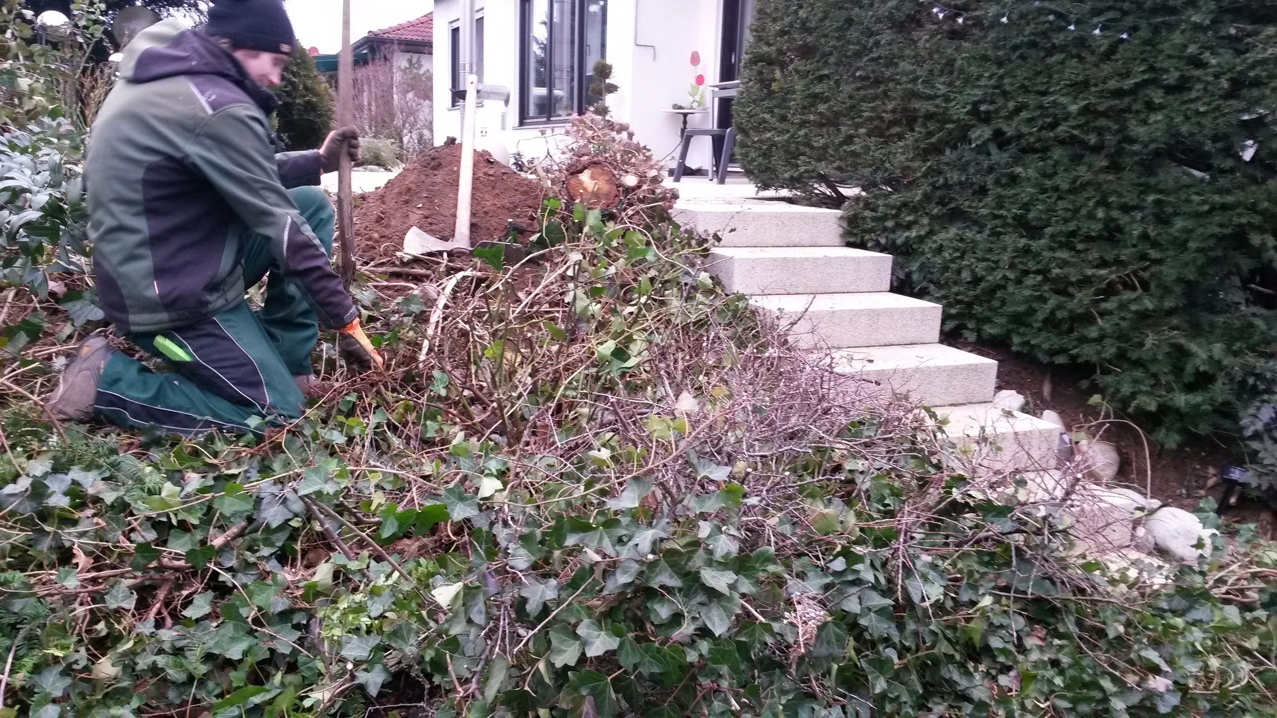Die "alte neue" Treppe und Hang mit Efeu