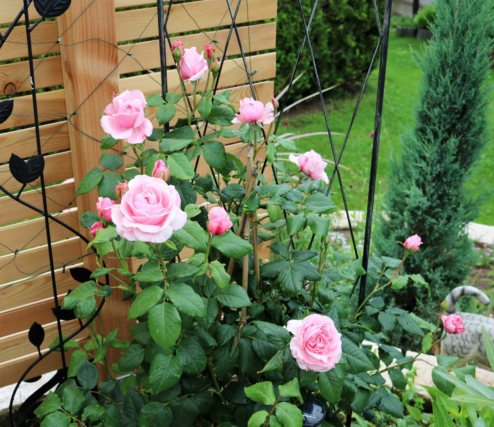 Die Gartenbesitzerin liebt englische Rosen.