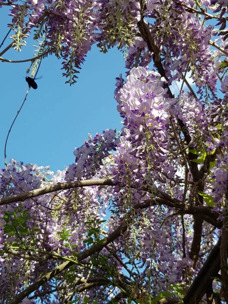 Hier fliegt gerade die Blaue Holzbiene, eine besondere Bienenart. Sie öffnet die Blüten mit ihrem Rüssel und kommt so an Nektar und Pollen. Ist die Blütenöffnung zu eng, beisst sie diese auf.