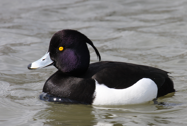 Tufted-Duck-Pictures.png