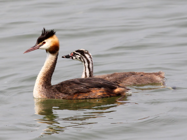 Great_Crested_Grebe_(Podiceps_cristatus)_(14).png