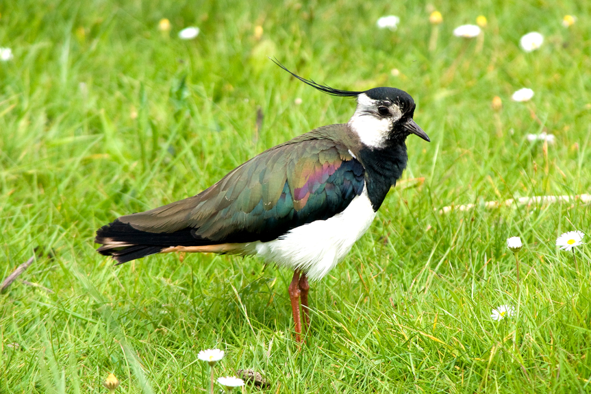 lapwing-10.png