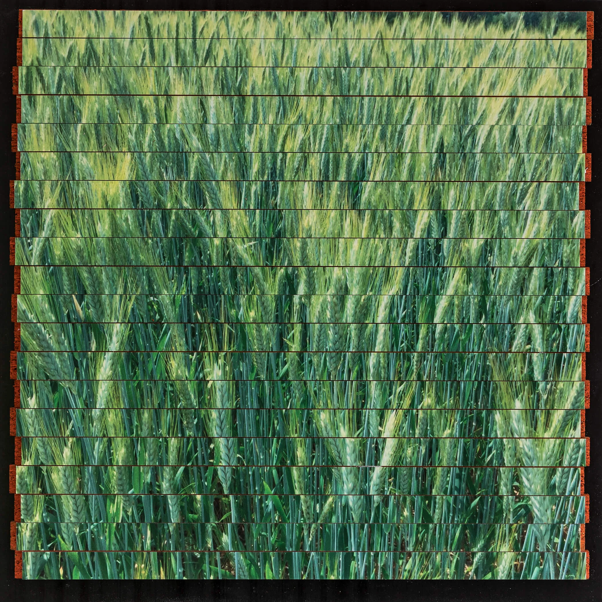 BOCKNER BLUEHENDE WEIZENKYNETIK 55 x 55 cm — 2018 — Privatbesitz Laserdruck auf Forex geschnitten