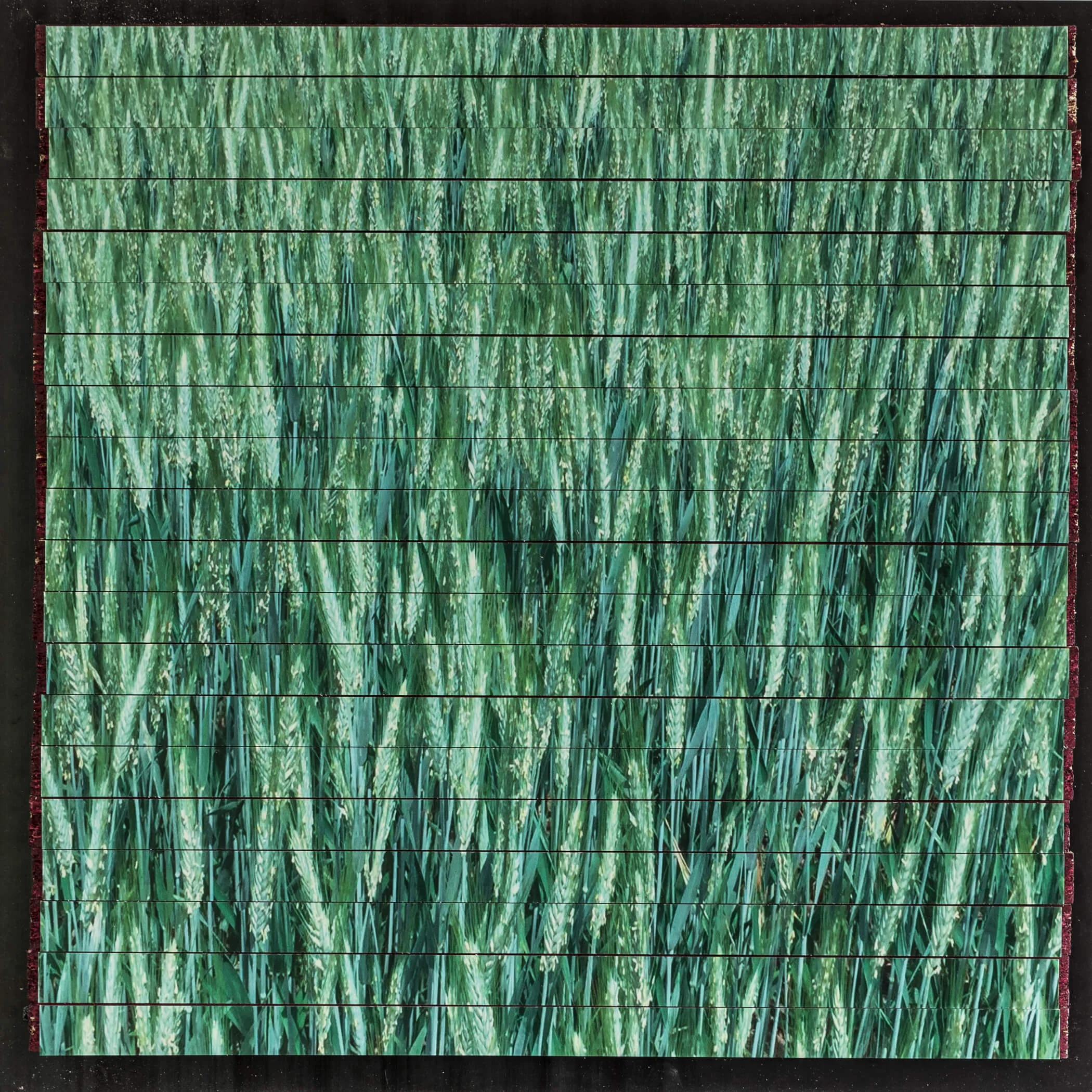 BOCKNER FRUEHE WEIZENKYNETIK 55 x 55 cm — 2018 — Privatbesitz Laserdruck auf Forex geschnitten