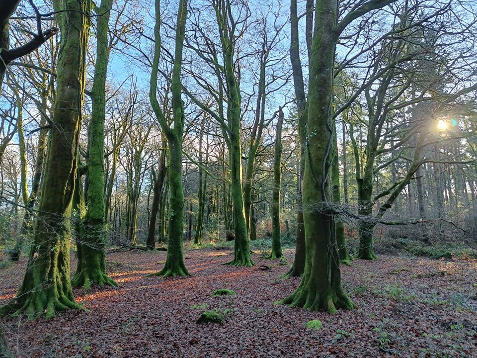 We're lucky to have a number of wonderful walks near to us, several of which are highlighted on the Local Area page of our website. One of the recent ones we've enjoyed is Ausewell Woods, a beautiful circular walk owned by The Woodland Trust #selfcat