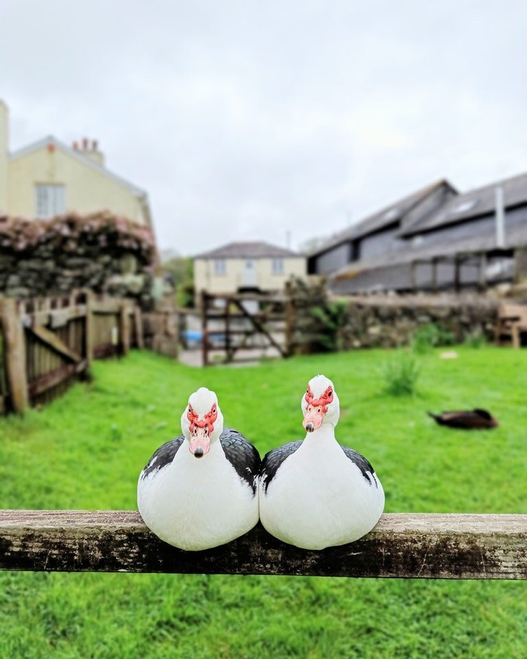 Two of our muscovy ducks enjoying life on the farm together

#selfcatering #farmstay #devon #ChildFriendly #holiday #cottage