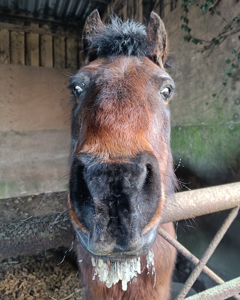 This morning was sunny and frosty - so much so that Pete our pony had grown an ice beard overnight!

 #selfcatering #farmstay #devon #ChildFriendly #holiday #cottage