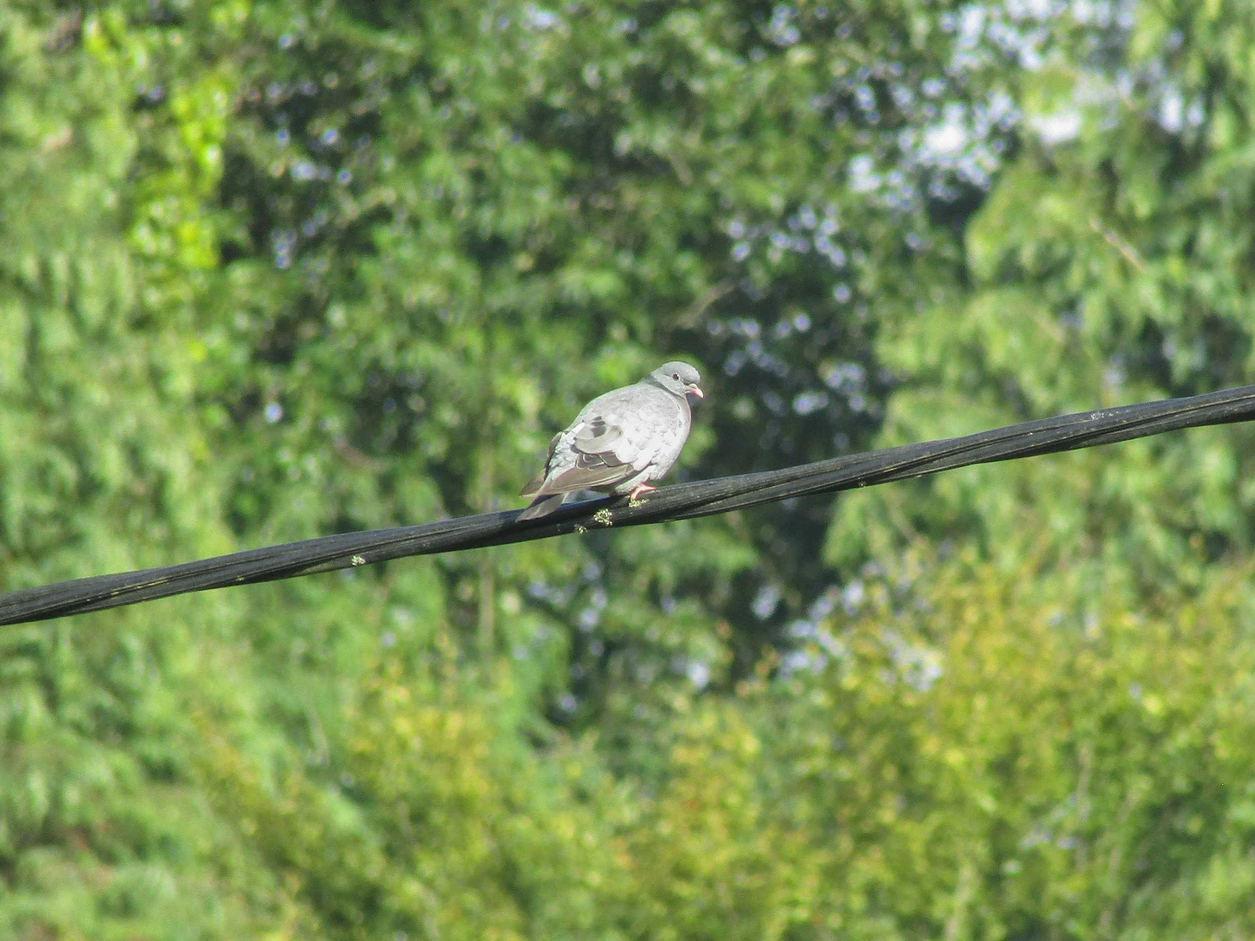 Stock dove