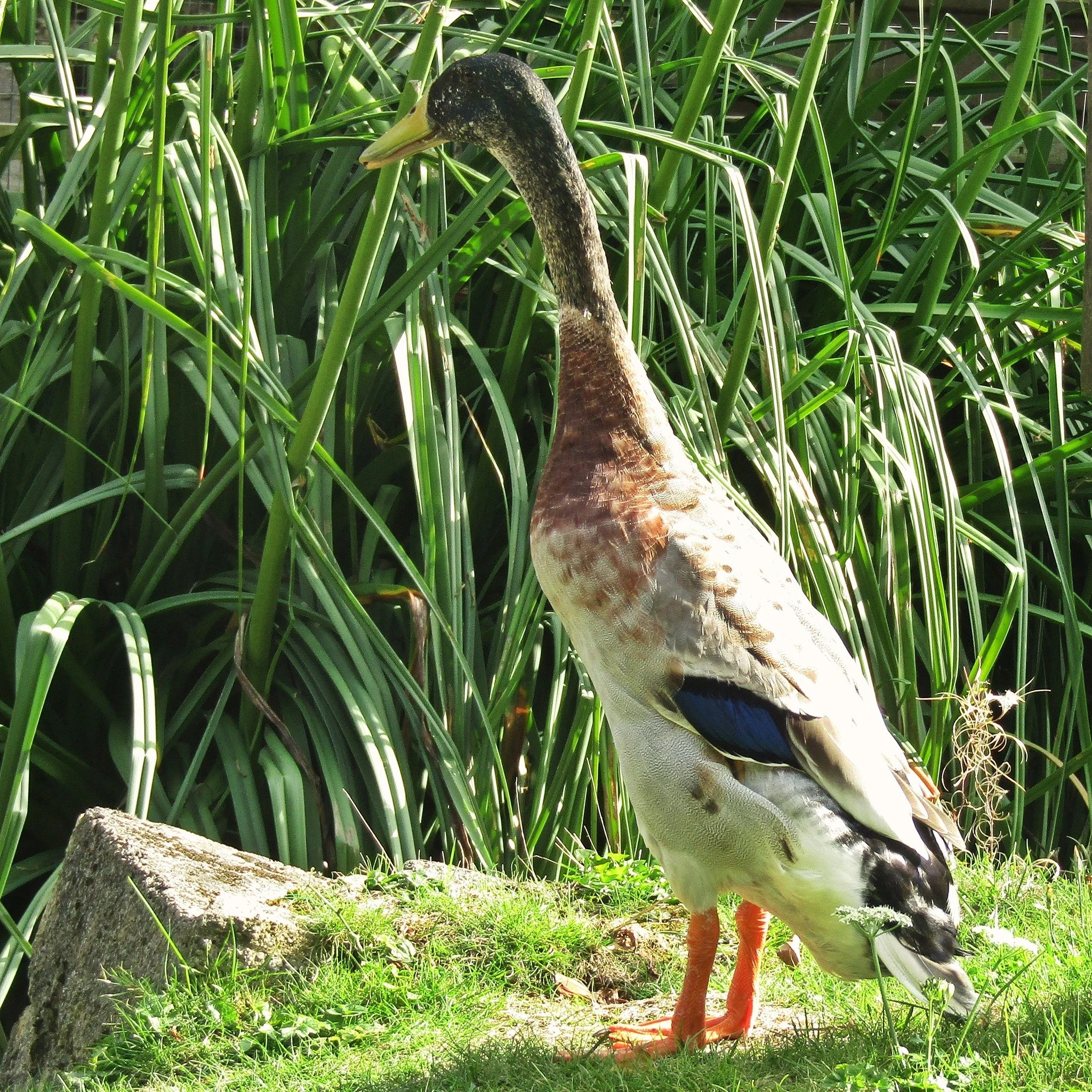 Meet our newest arrival, Jelly the Runner Duck. He's a rescue who's spent most of his life with chickens, so he's going through a bit of an identity crisis now he's living with other ducks!

 #selfcatering #farmstay #devon #ChildFriendly #holiday